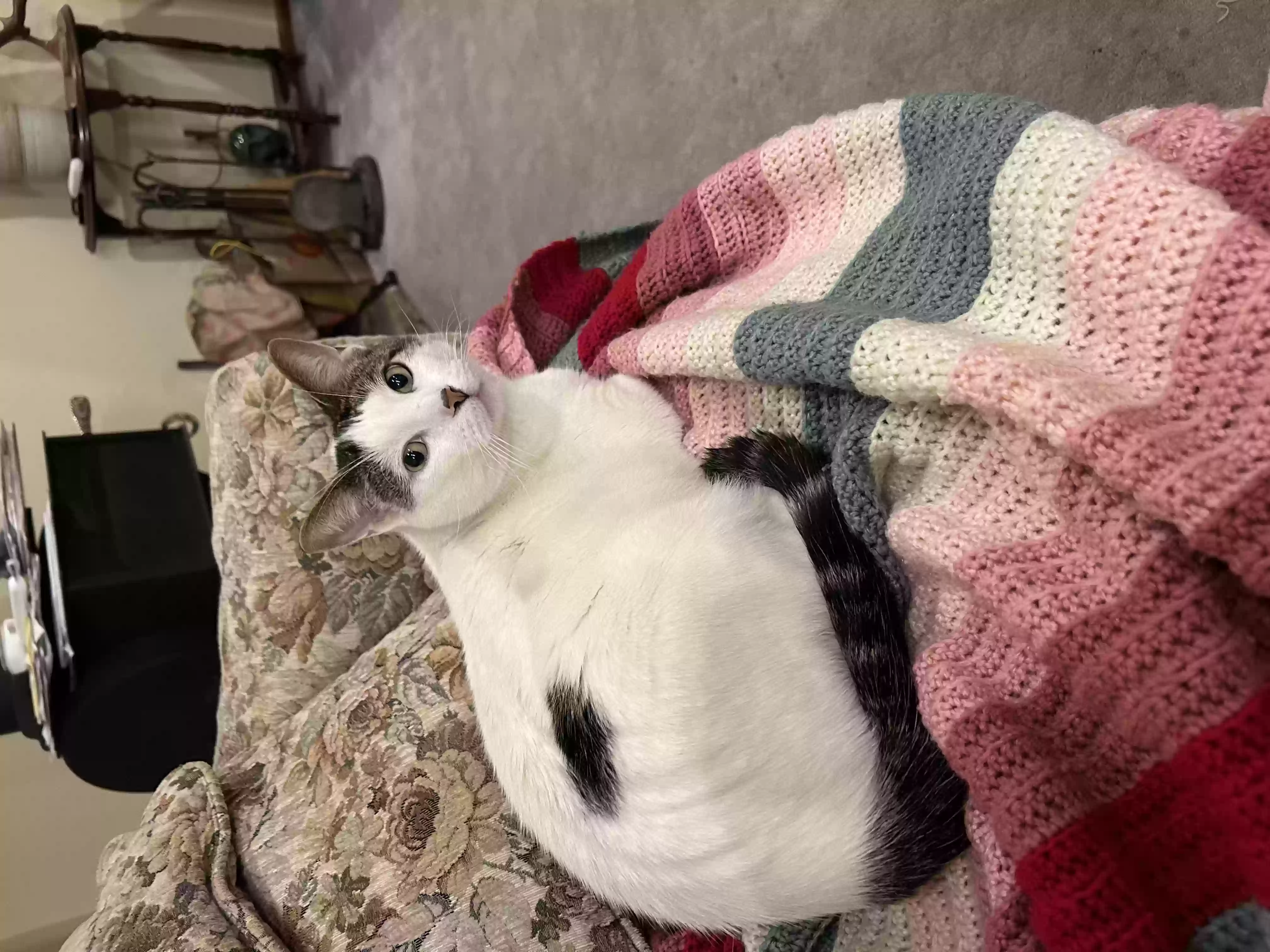 /lostandfound/images/lnfpets/original/156768_photo.webp