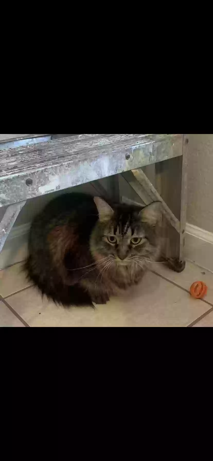 /lostandfound/images/lnfpets/original/156794_photo.webp