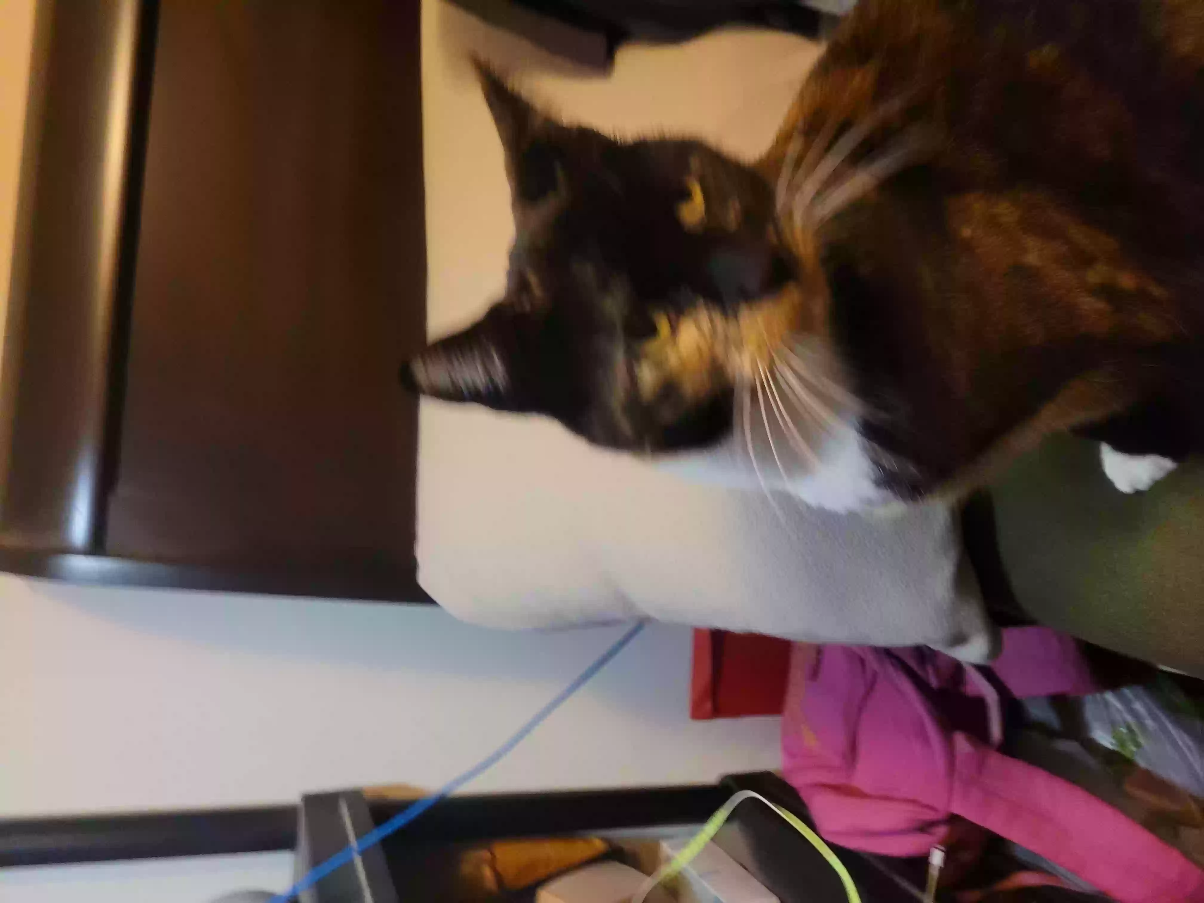 /lostandfound/images/lnfpets/original/156906_photo.webp