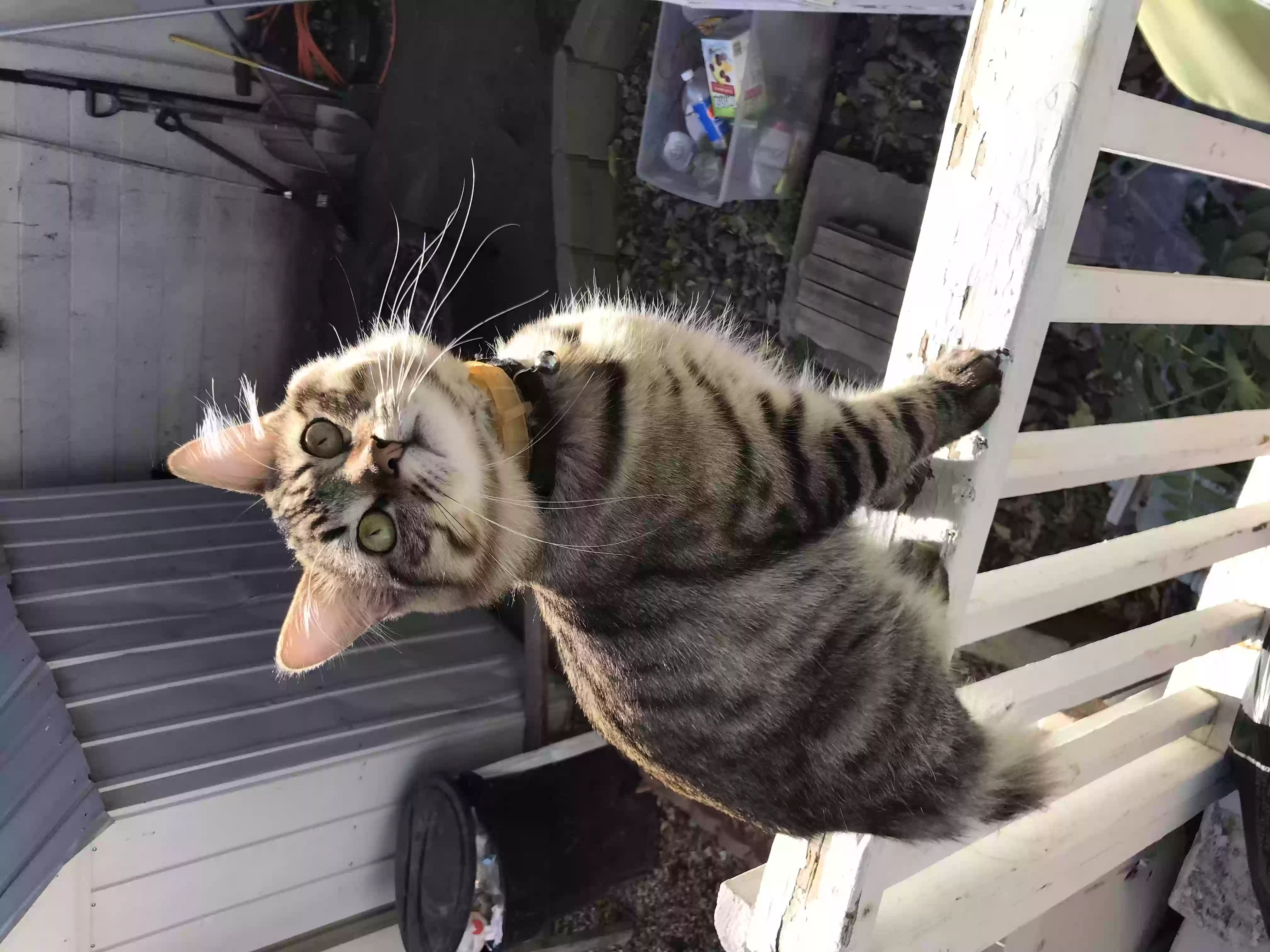 /lostandfound/images/lnfpets/original/157041_photo.webp