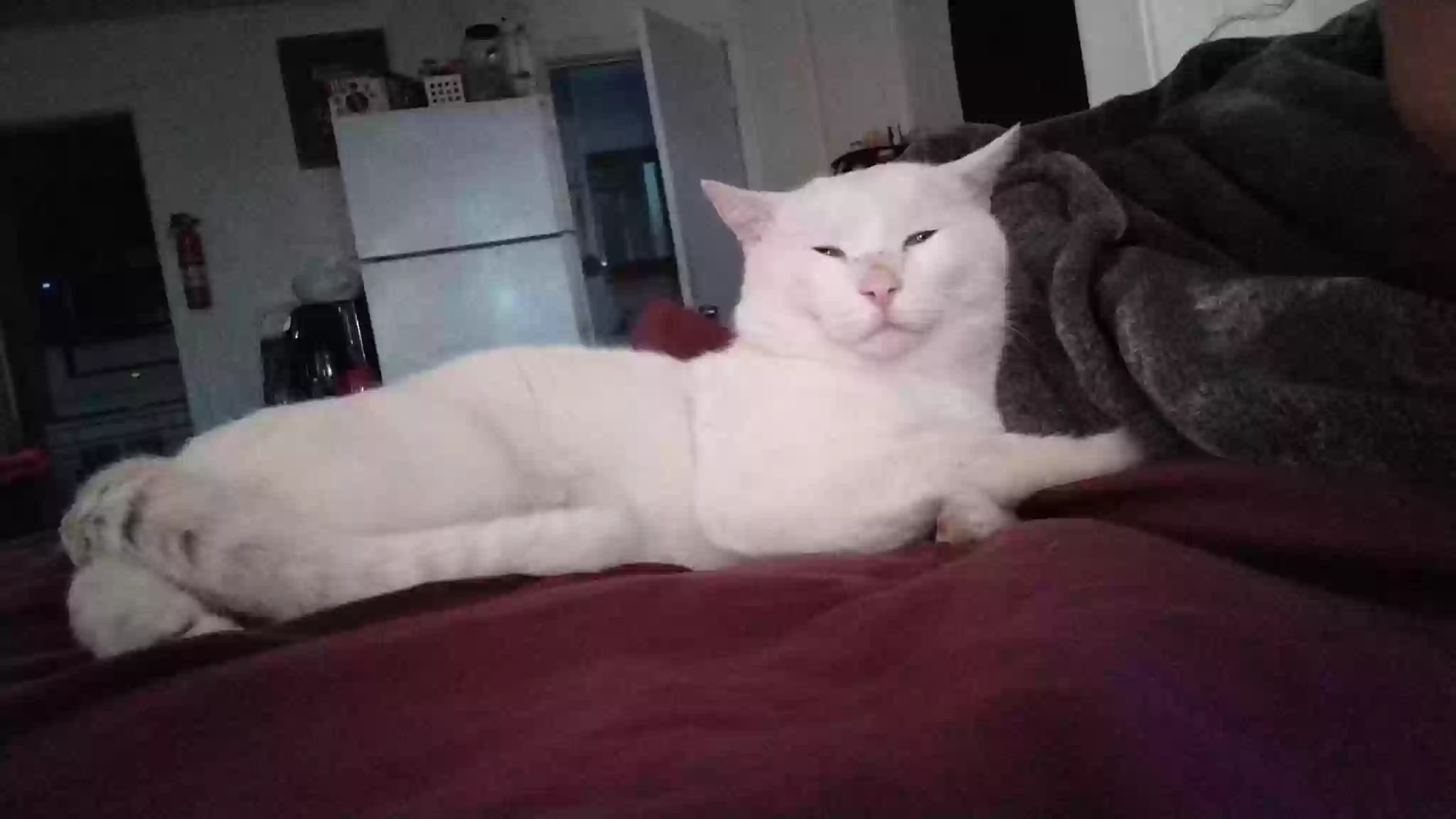 /lostandfound/images/lnfpets/original/157054_photo.webp