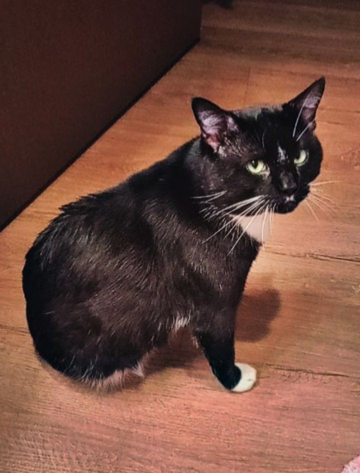 /lostandfound/images/lnfpets/original/157160_photo.jpg