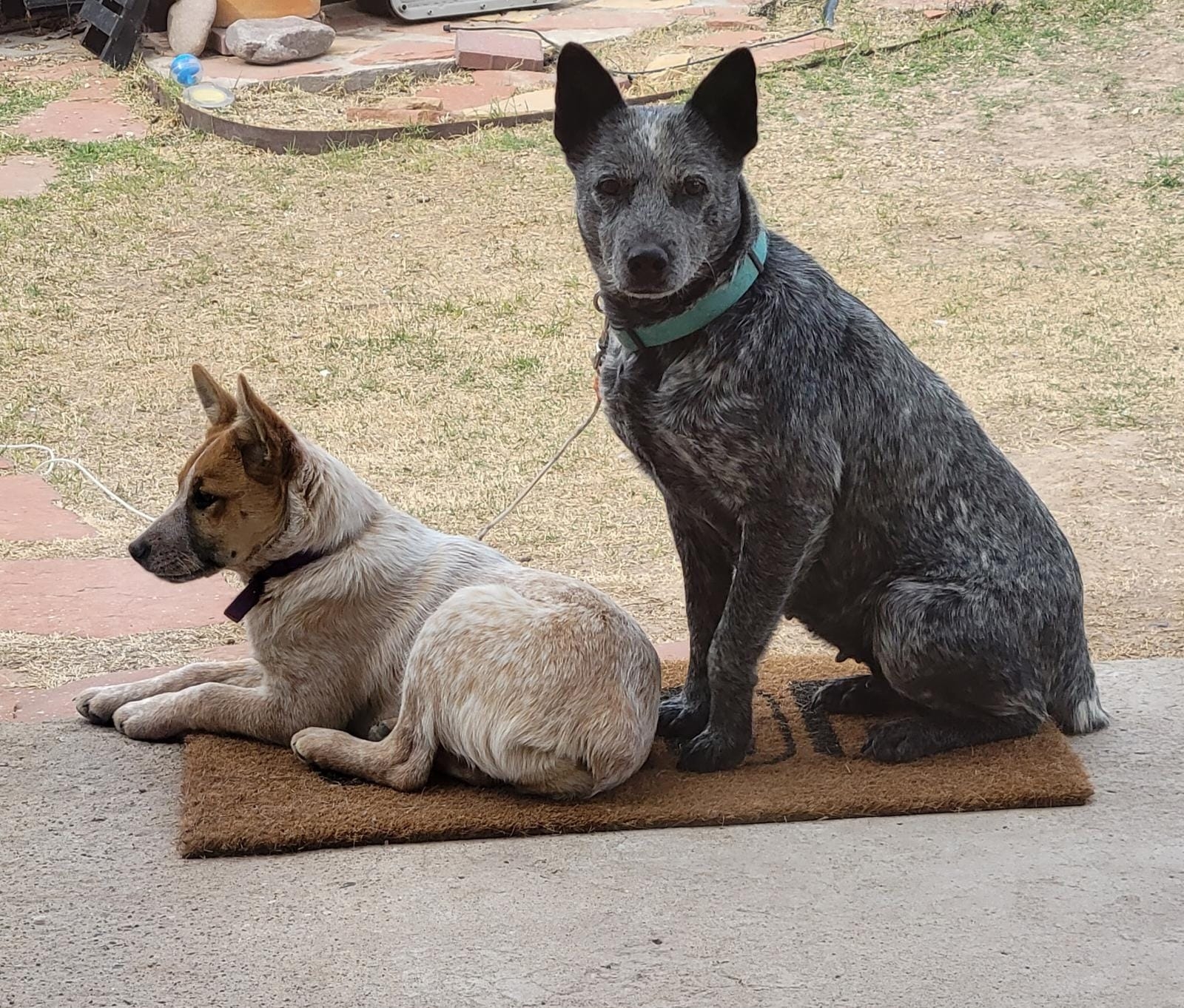 /lostandfound/images/lnfpets/original/157181_photo.jpeg