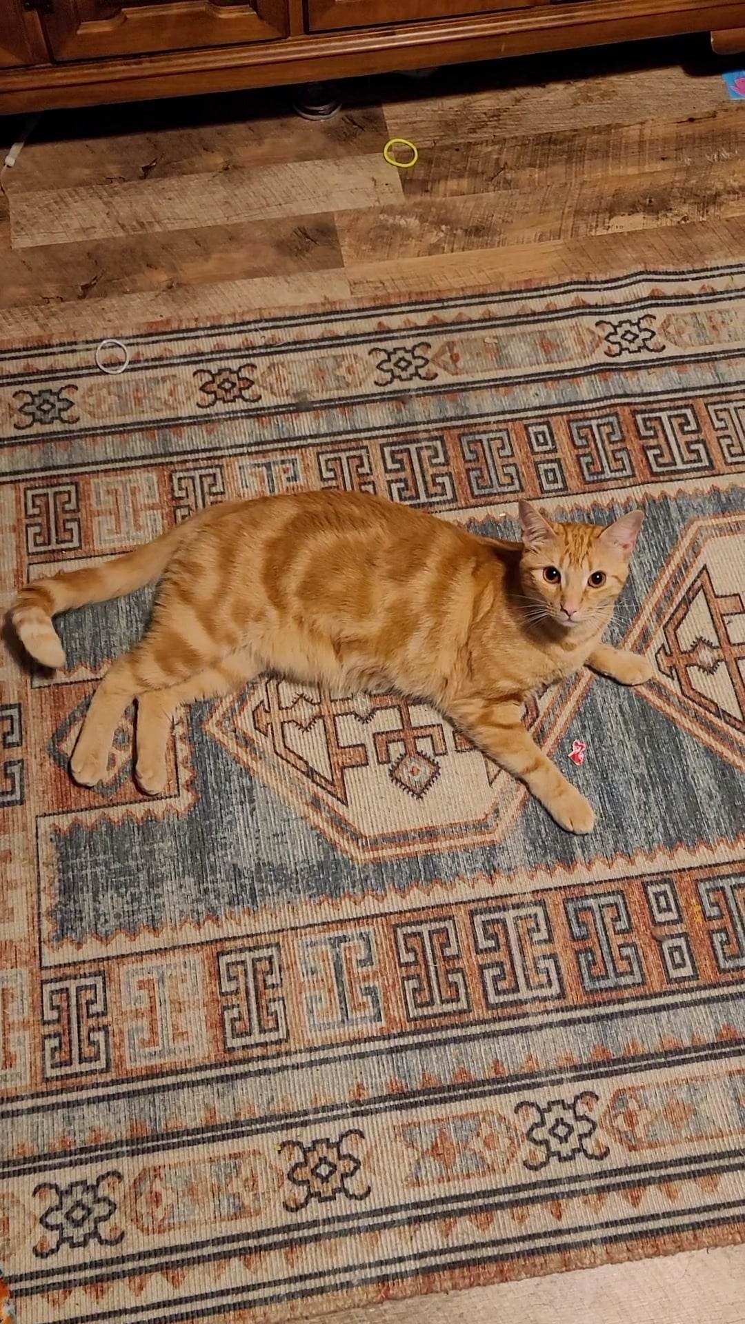 /lostandfound/images/lnfpets/original/157182_photo.jpg