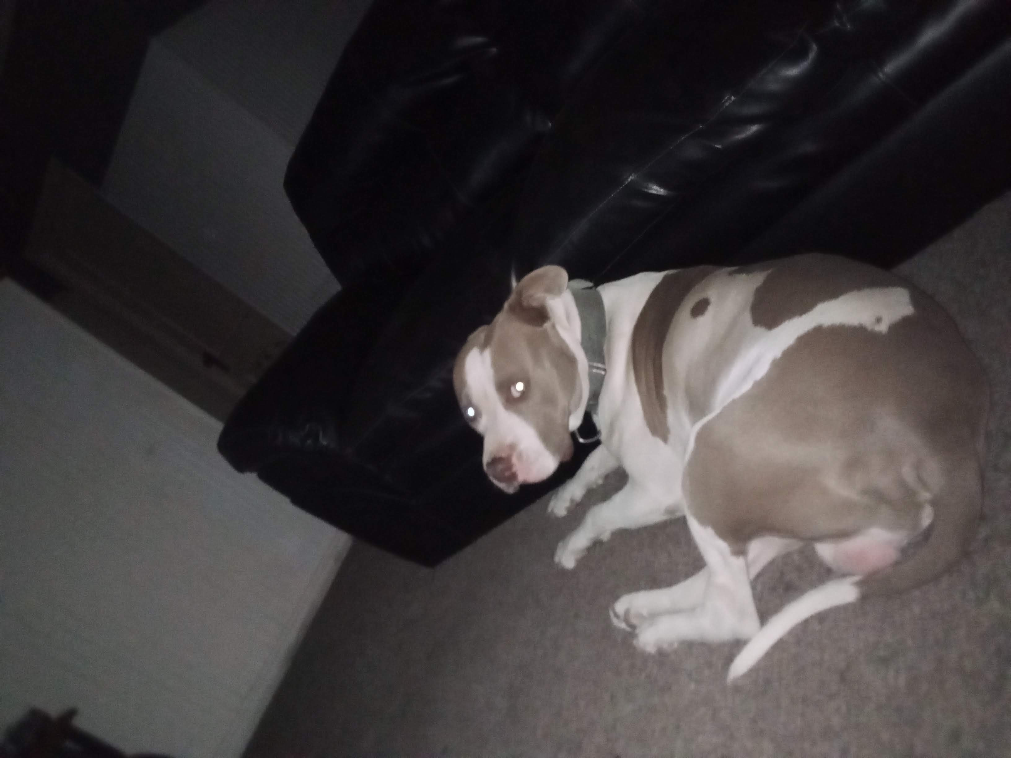 /lostandfound/images/lnfpets/original/157190_photo.jpg