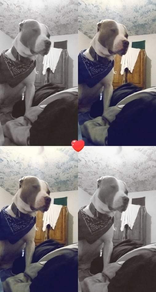 /lostandfound/images/lnfpets/original/157191_photo.jpg