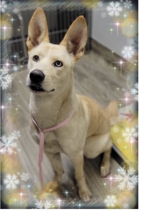 /lostandfound/images/lnfpets/original/157206_photo.jpeg