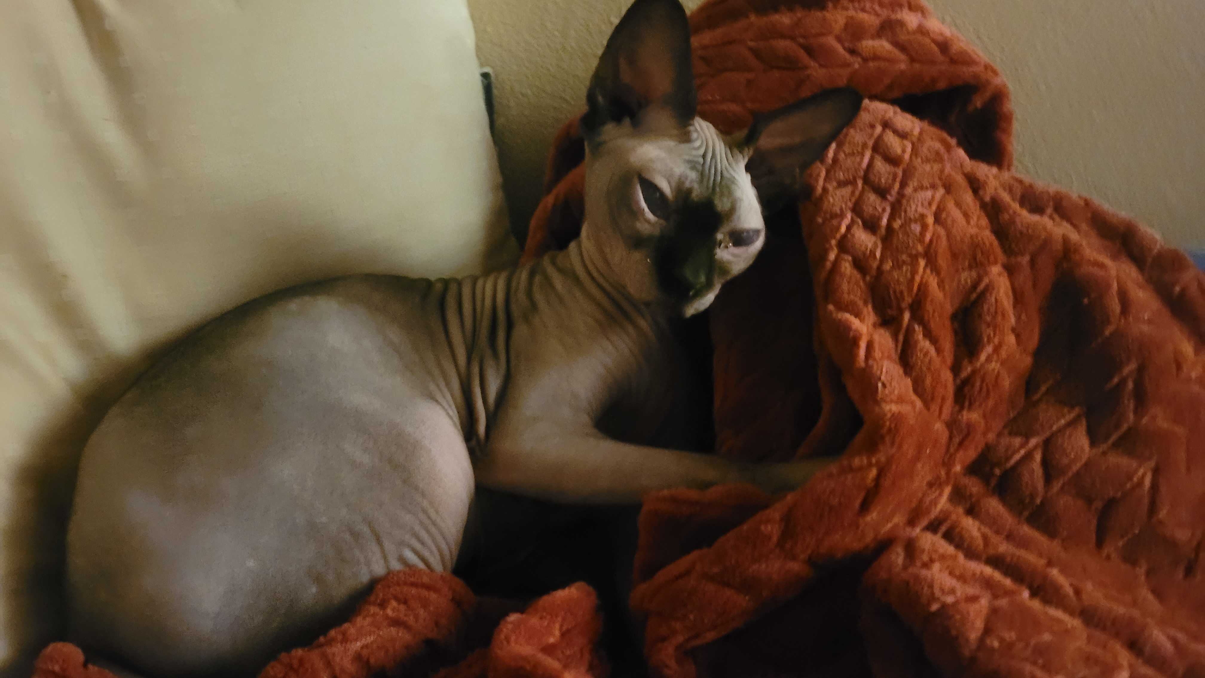 /lostandfound/images/lnfpets/original/157250_photo.jpg