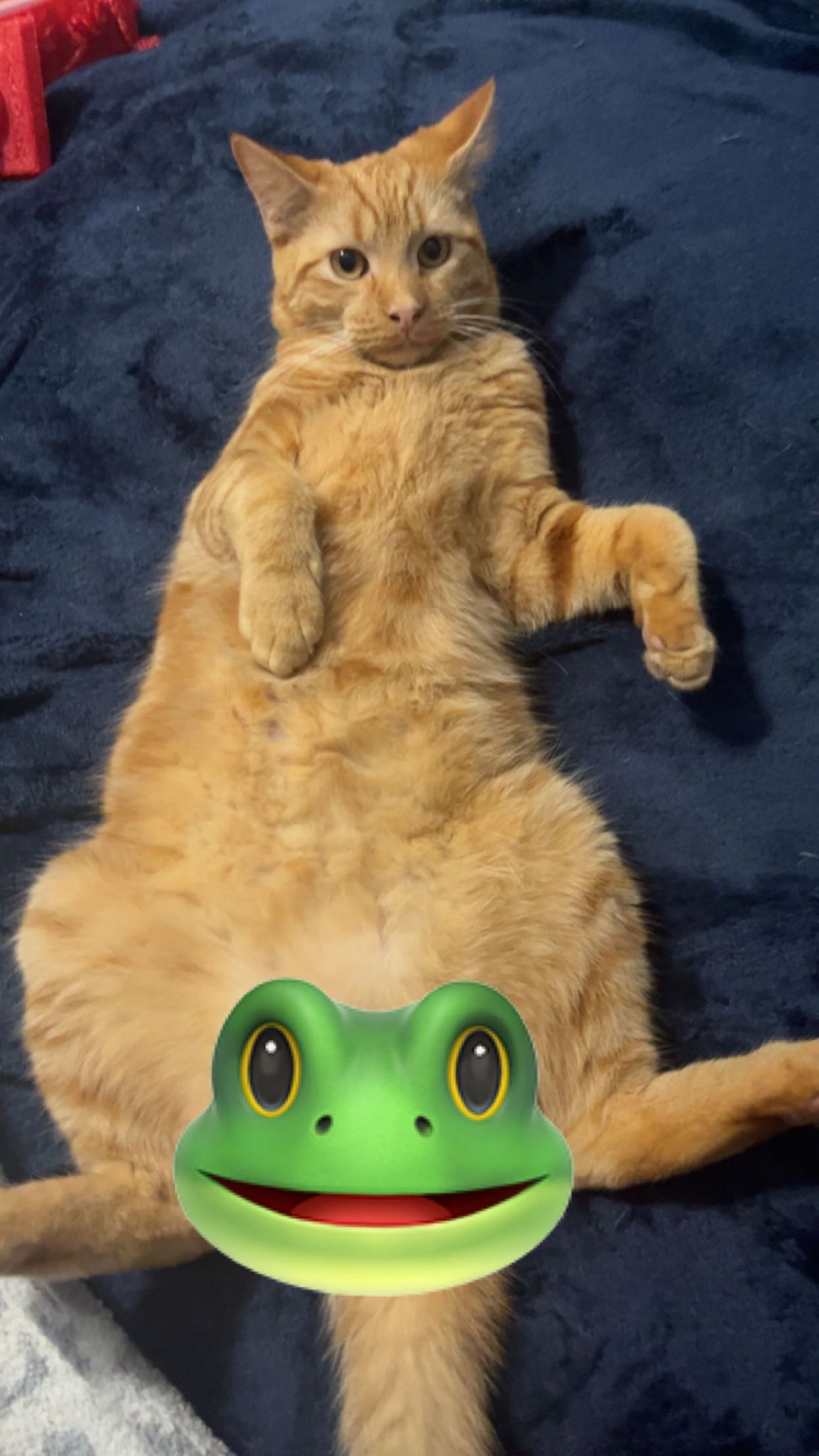 /lostandfound/images/lnfpets/original/157255_photo.jpeg