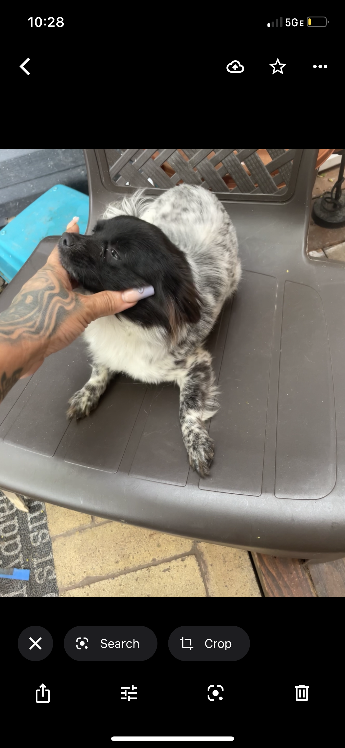 /lostandfound/images/lnfpets/original/157330_photo.png