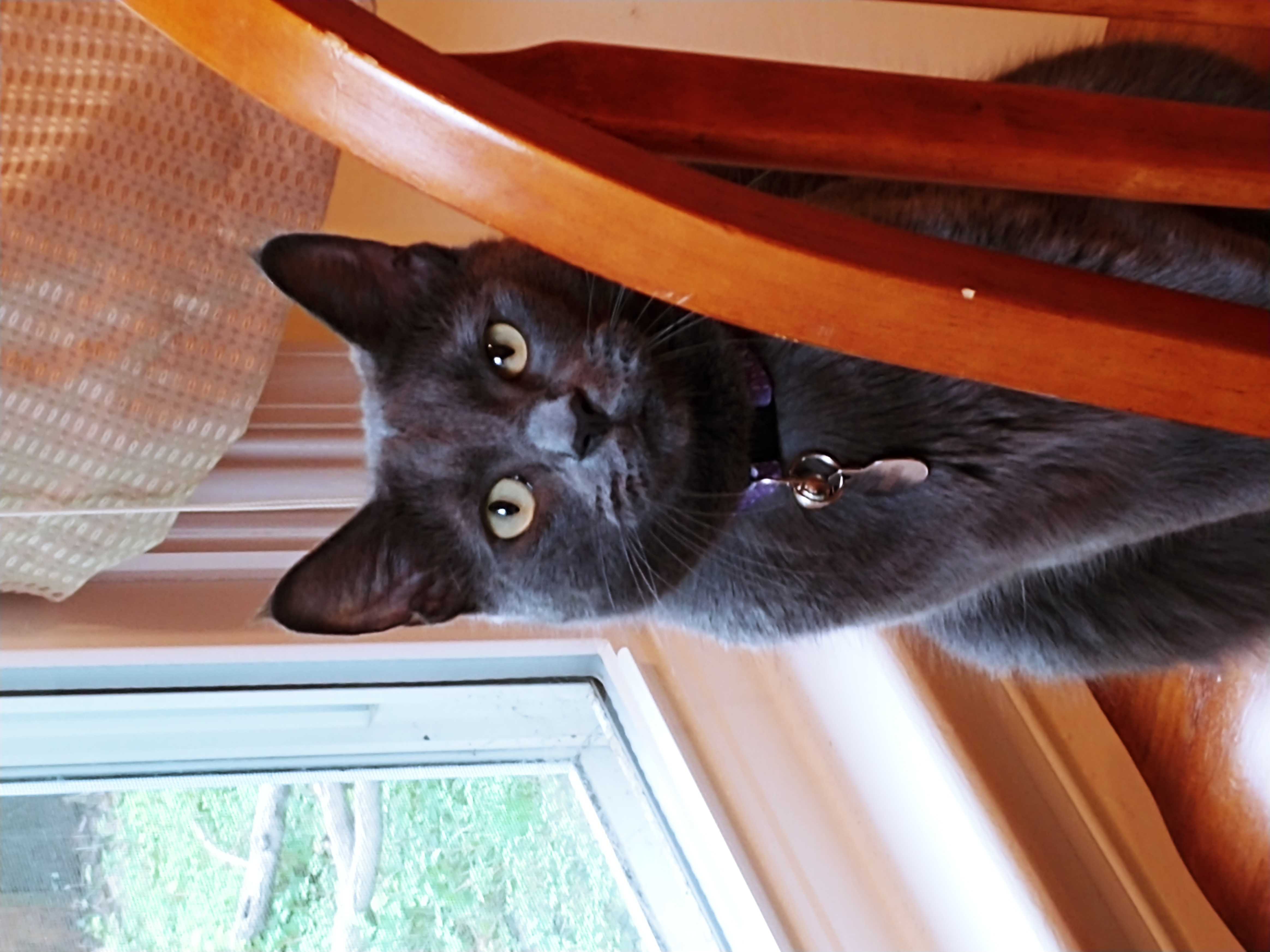 /lostandfound/images/lnfpets/original/157382_photo.jpg