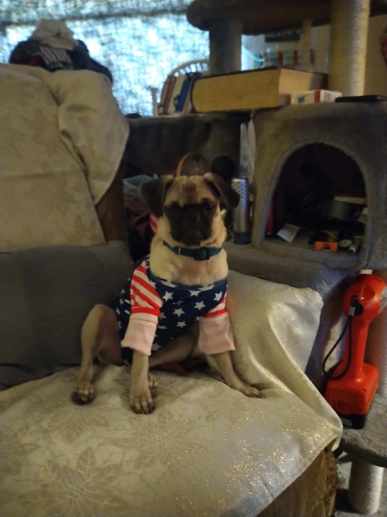 /lostandfound/images/lnfpets/original/157441_photo.jpg