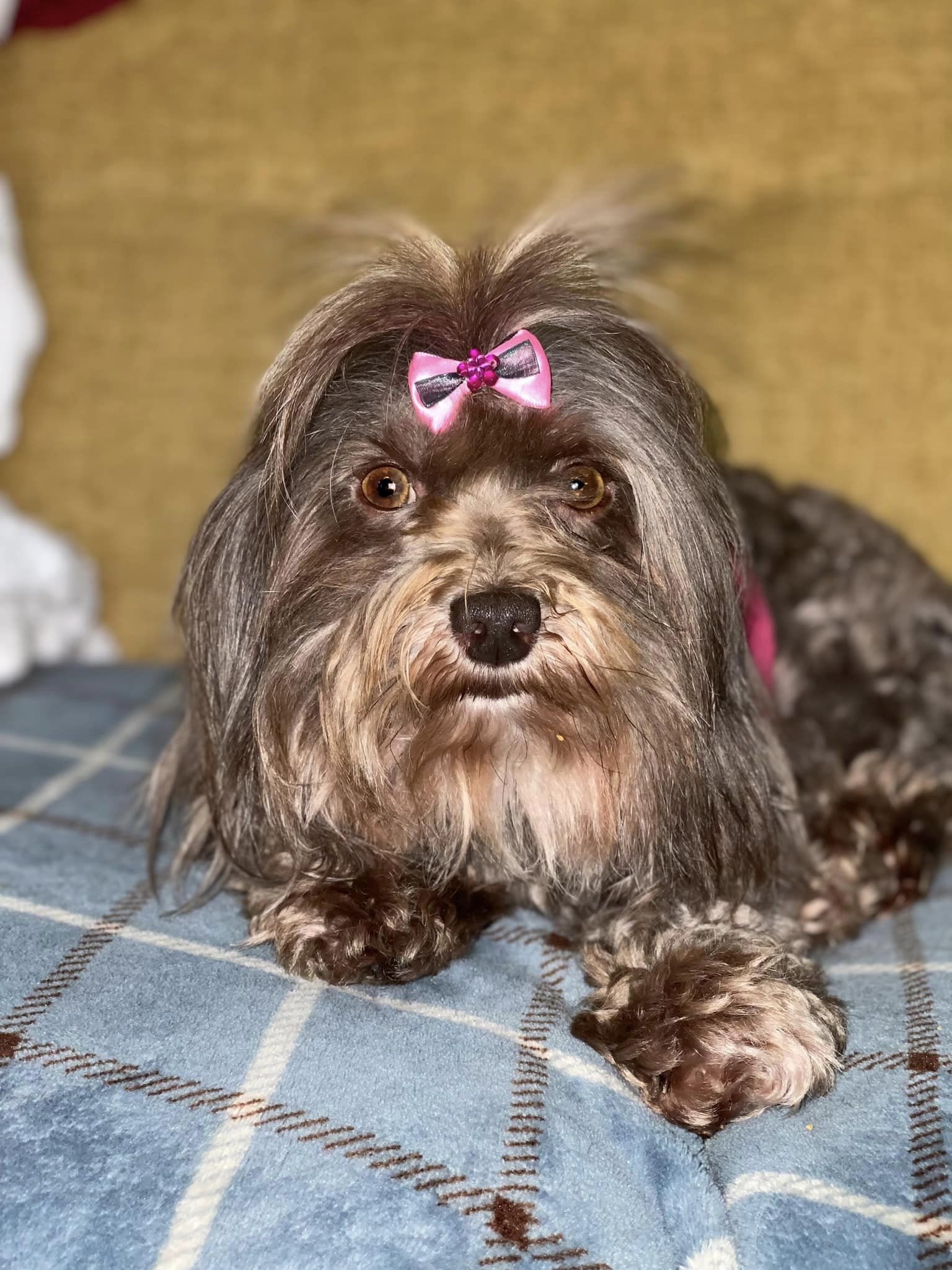 /lostandfound/images/lnfpets/original/157480_photo.jpg