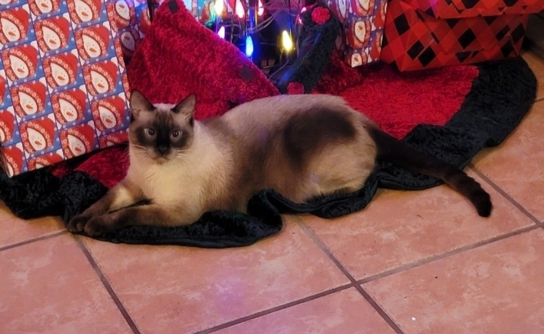 /lostandfound/images/lnfpets/original/157547_photo.jpg
