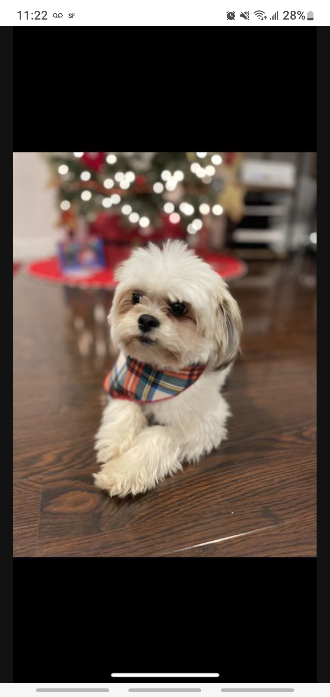 /lostandfound/images/lnfpets/original/157564_photo.jpg