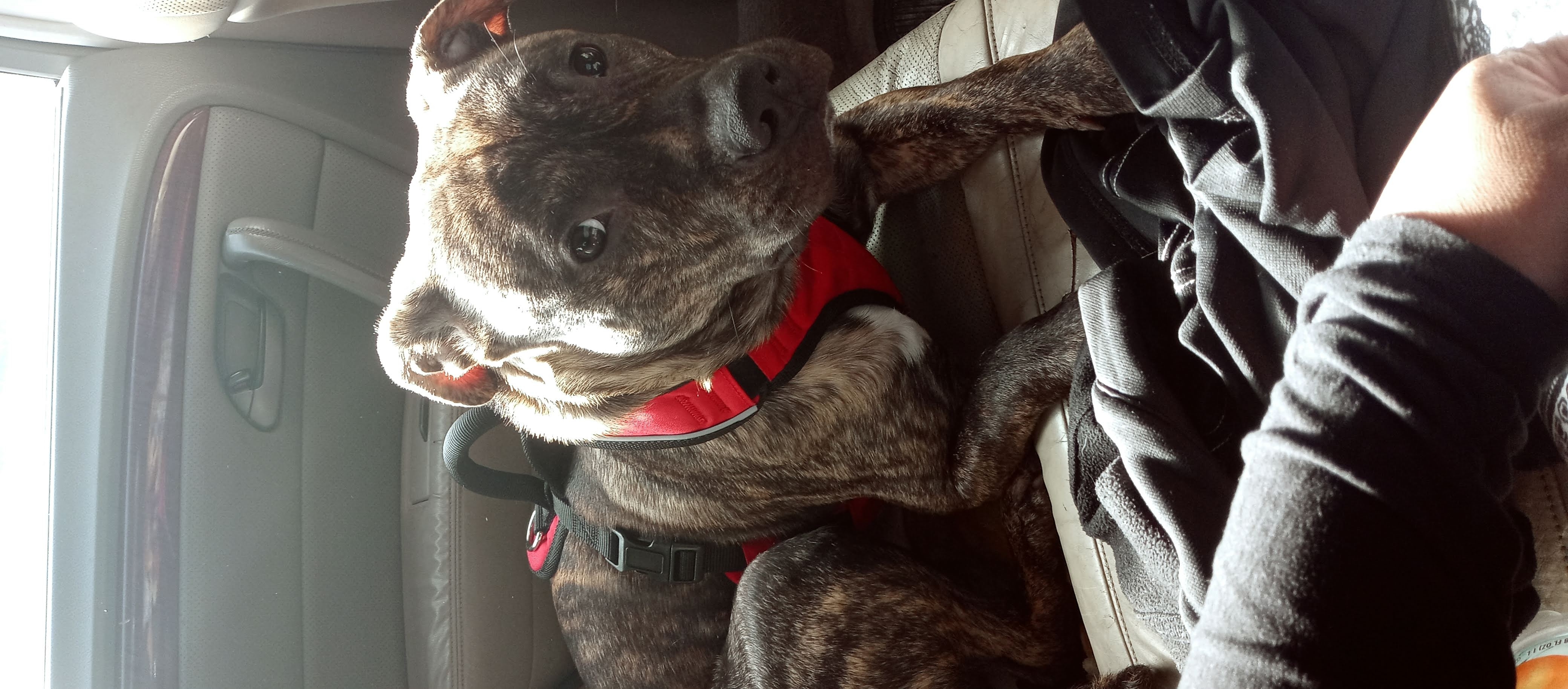 /lostandfound/images/lnfpets/original/157581_photo.jpg