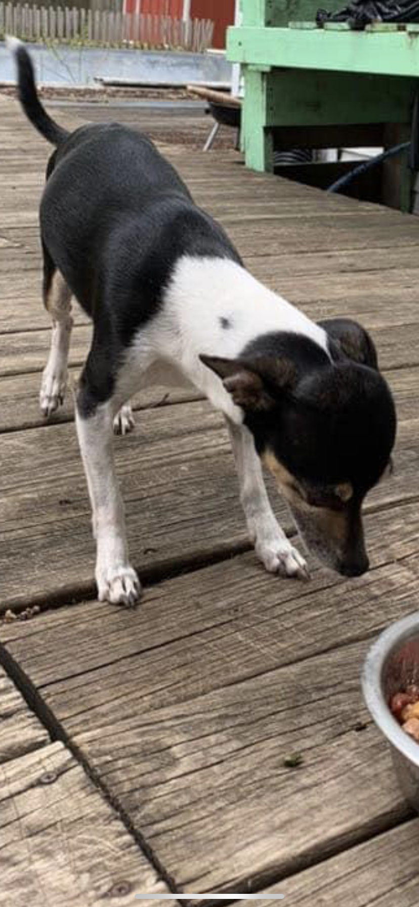 /lostandfound/images/lnfpets/original/157601_photo.png