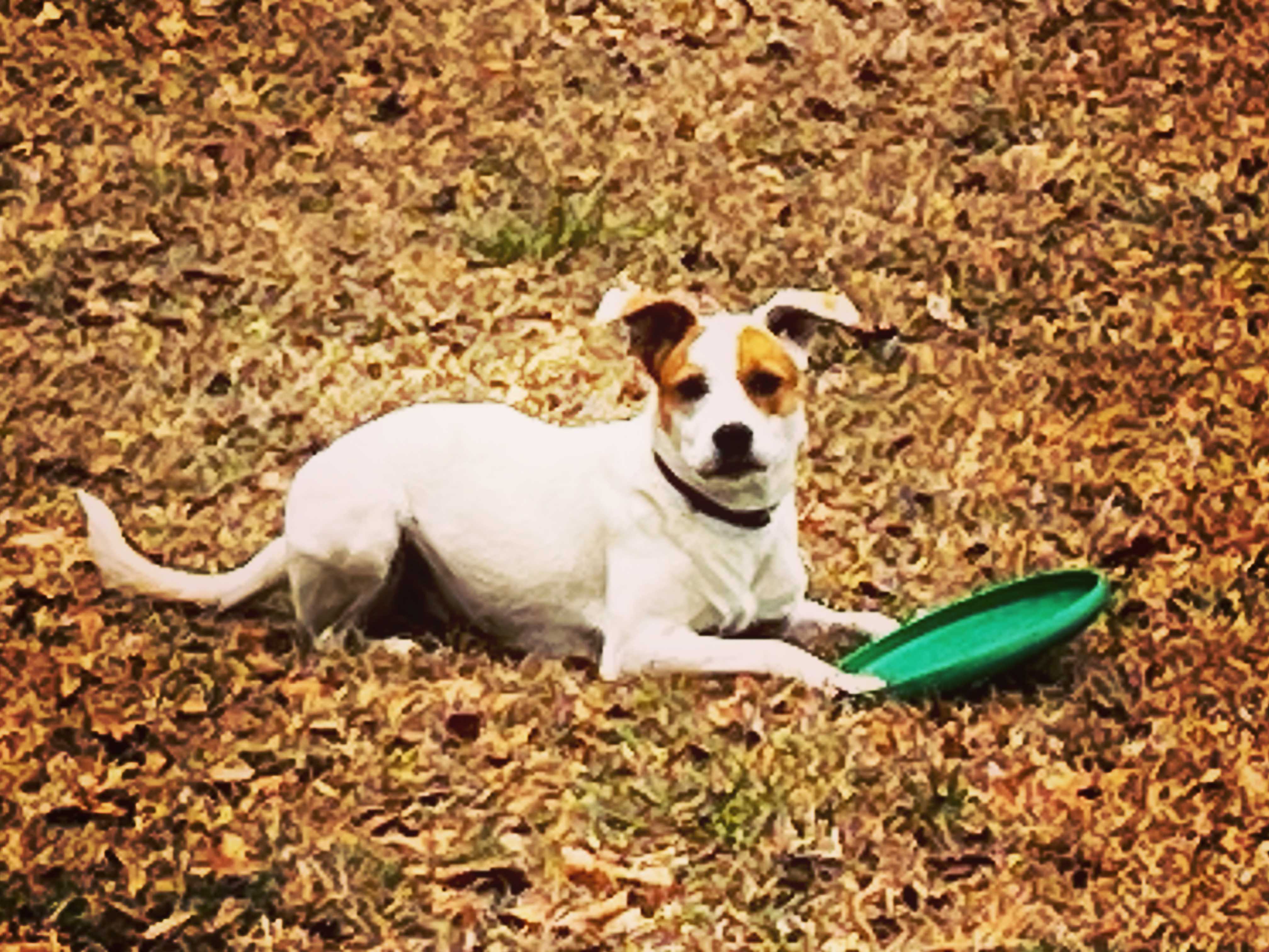 /lostandfound/images/lnfpets/original/157639_photo.jpeg