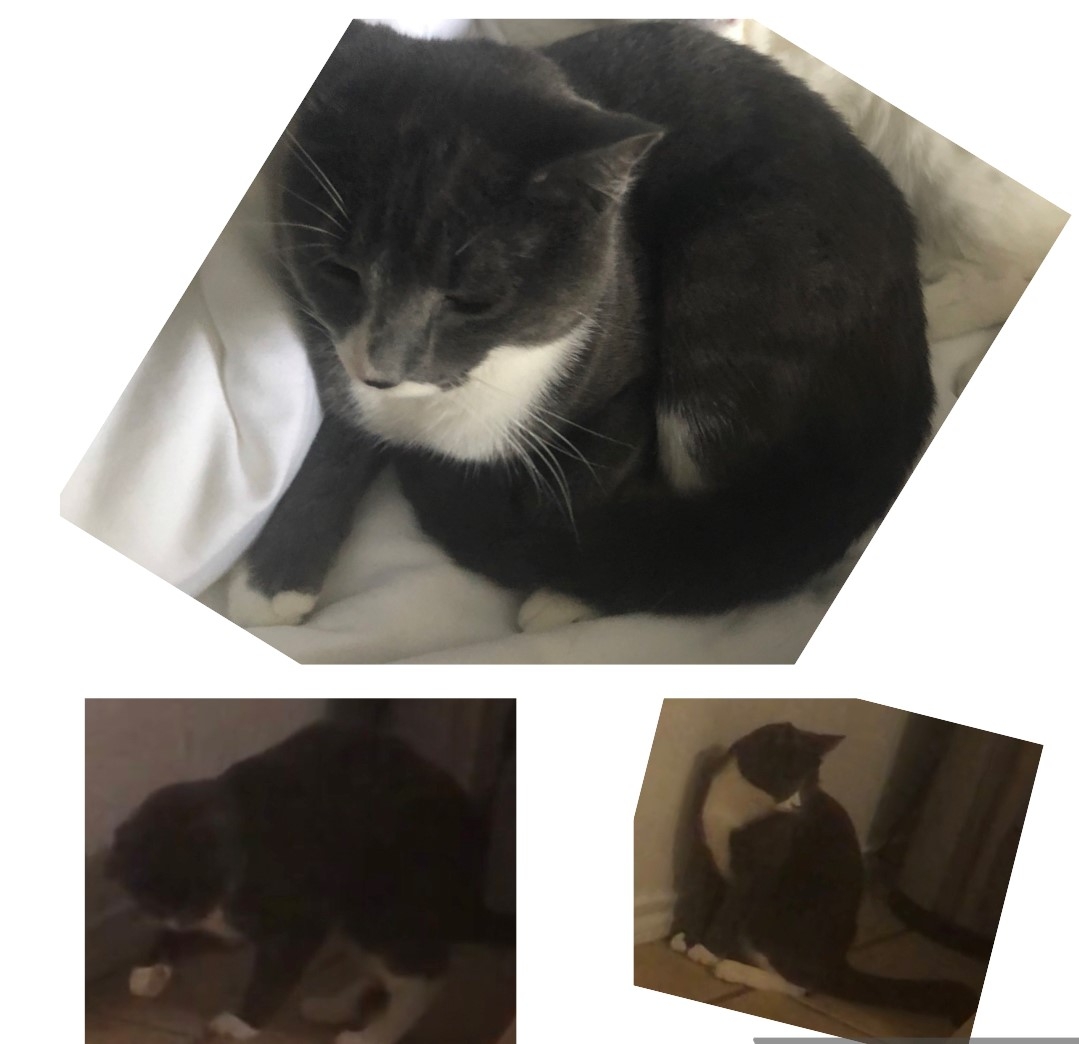 /lostandfound/images/lnfpets/original/157688_photo.jpg