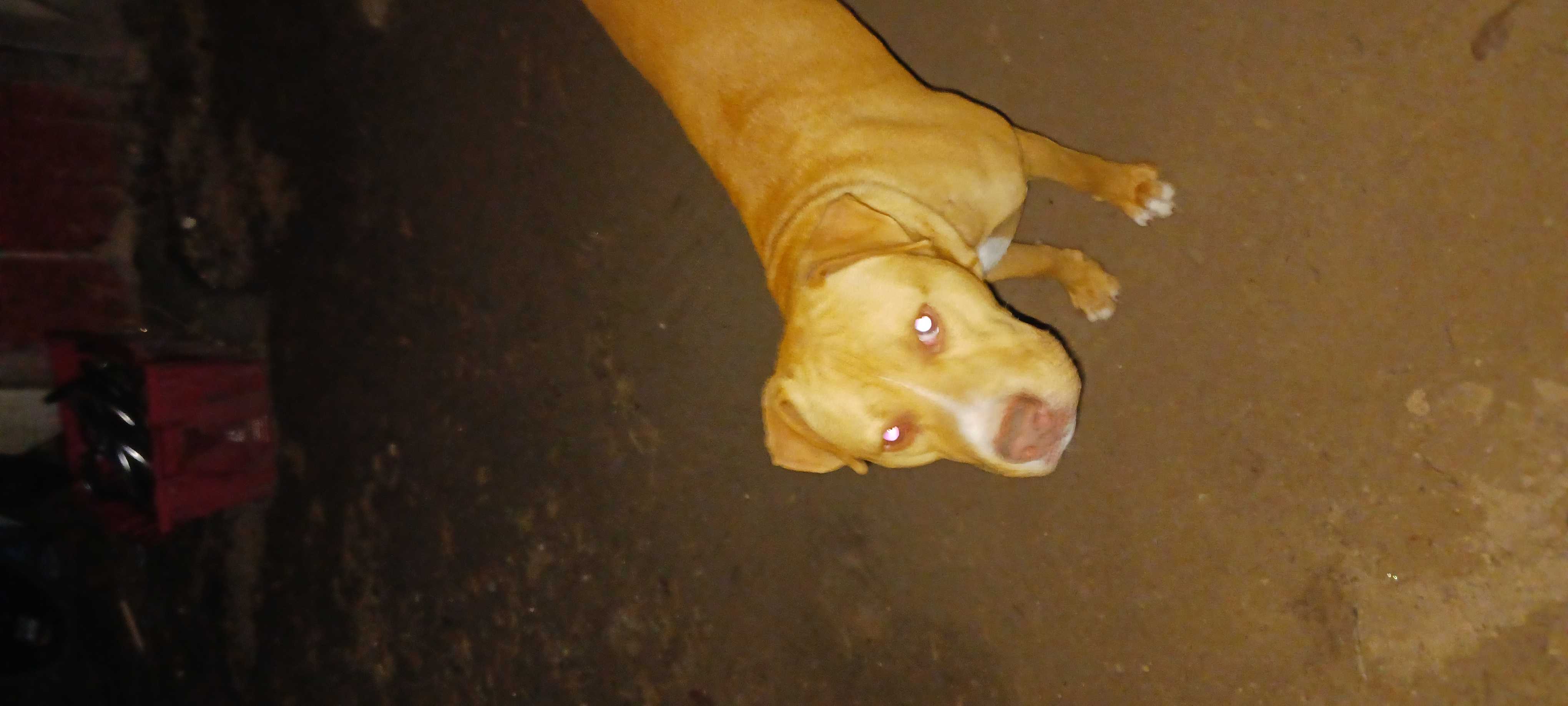 /lostandfound/images/lnfpets/original/157758_photo.jpg