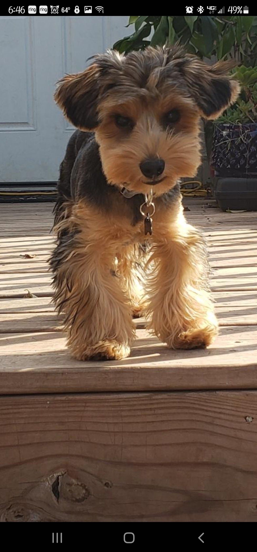 /lostandfound/images/lnfpets/original/157767_photo.jpeg