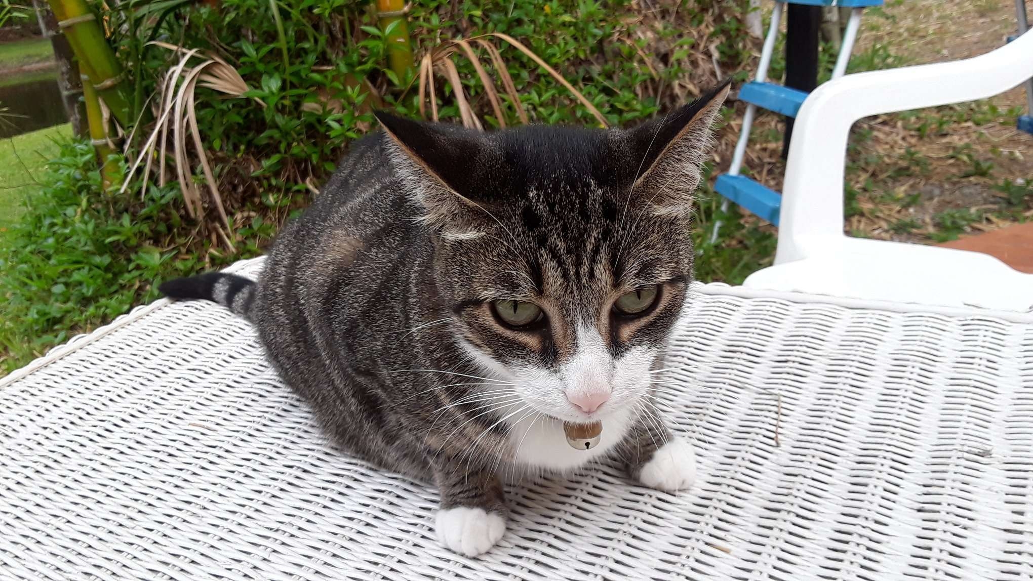 /lostandfound/images/lnfpets/original/157781_photo.jpeg