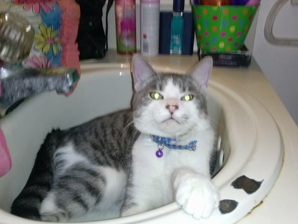 /lostandfound/images/lnfpets/original/157794_photo.jpeg