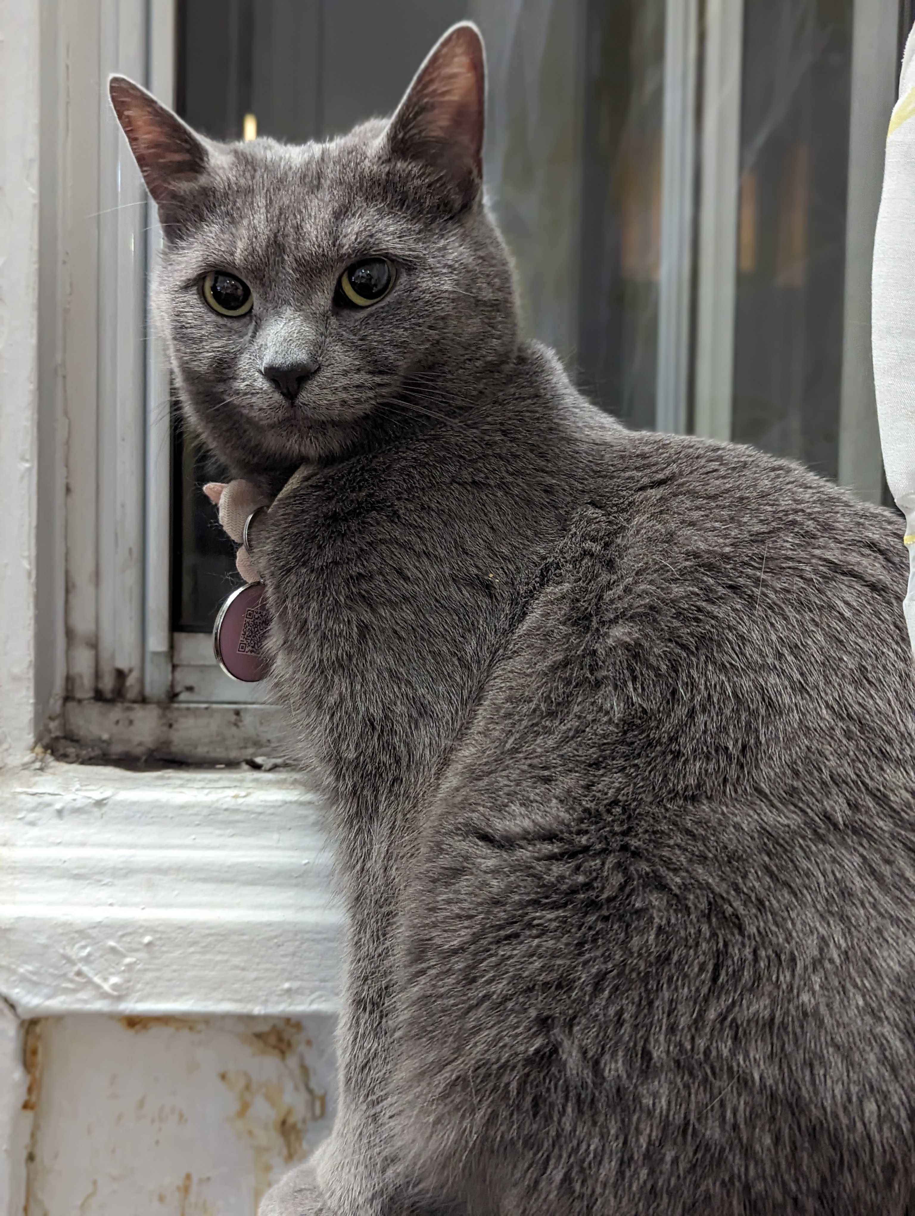 /lostandfound/images/lnfpets/original/157818_photo.jpg
