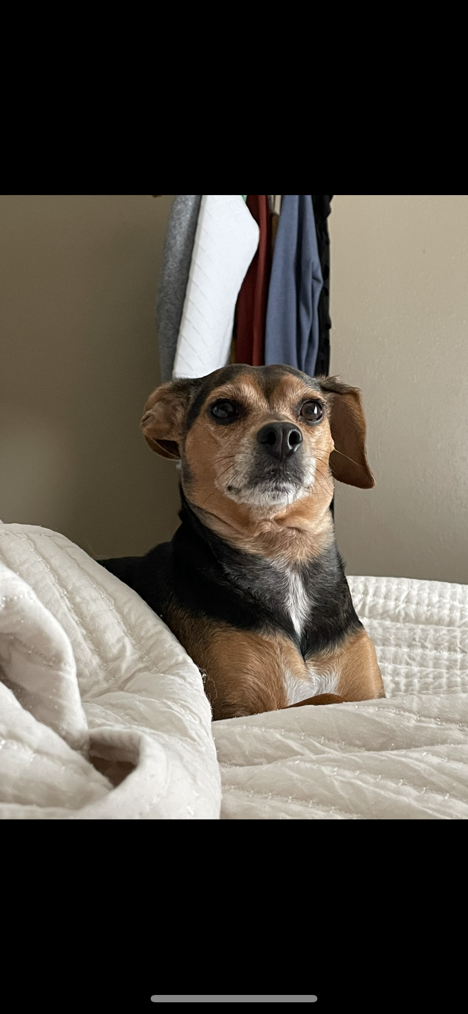 /lostandfound/images/lnfpets/original/157869_photo.png