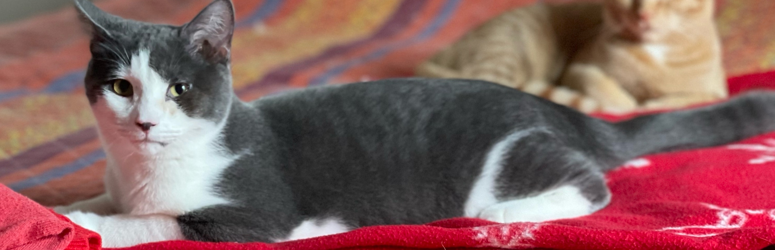 /lostandfound/images/lnfpets/original/157881_photo.jpeg