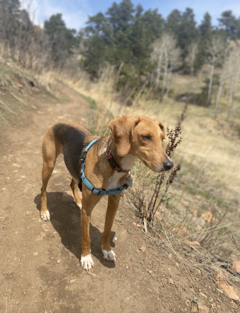 /lostandfound/images/lnfpets/original/157916_photo.jpg