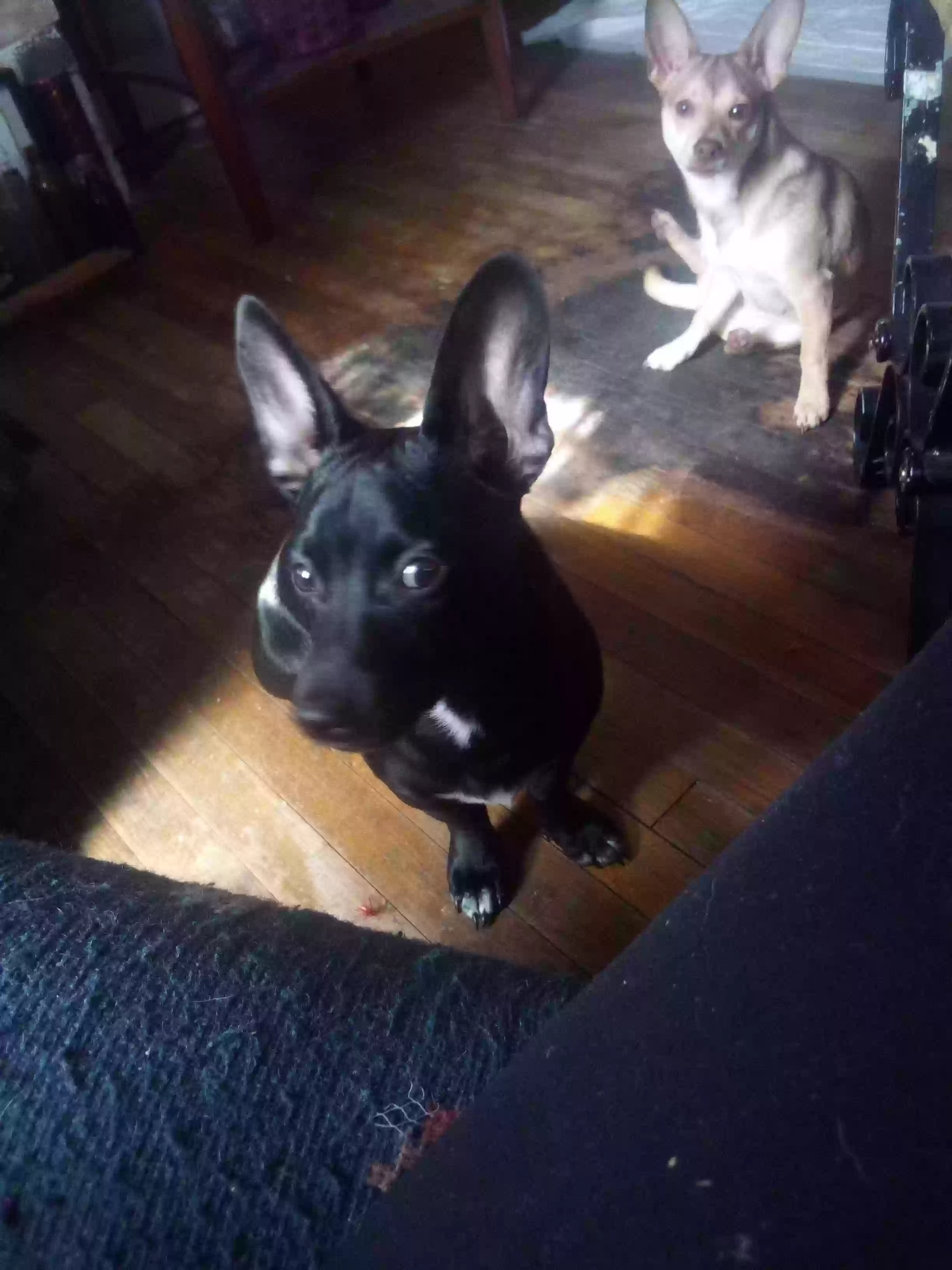 /lostandfound/images/lnfpets/original/158093_photo.webp