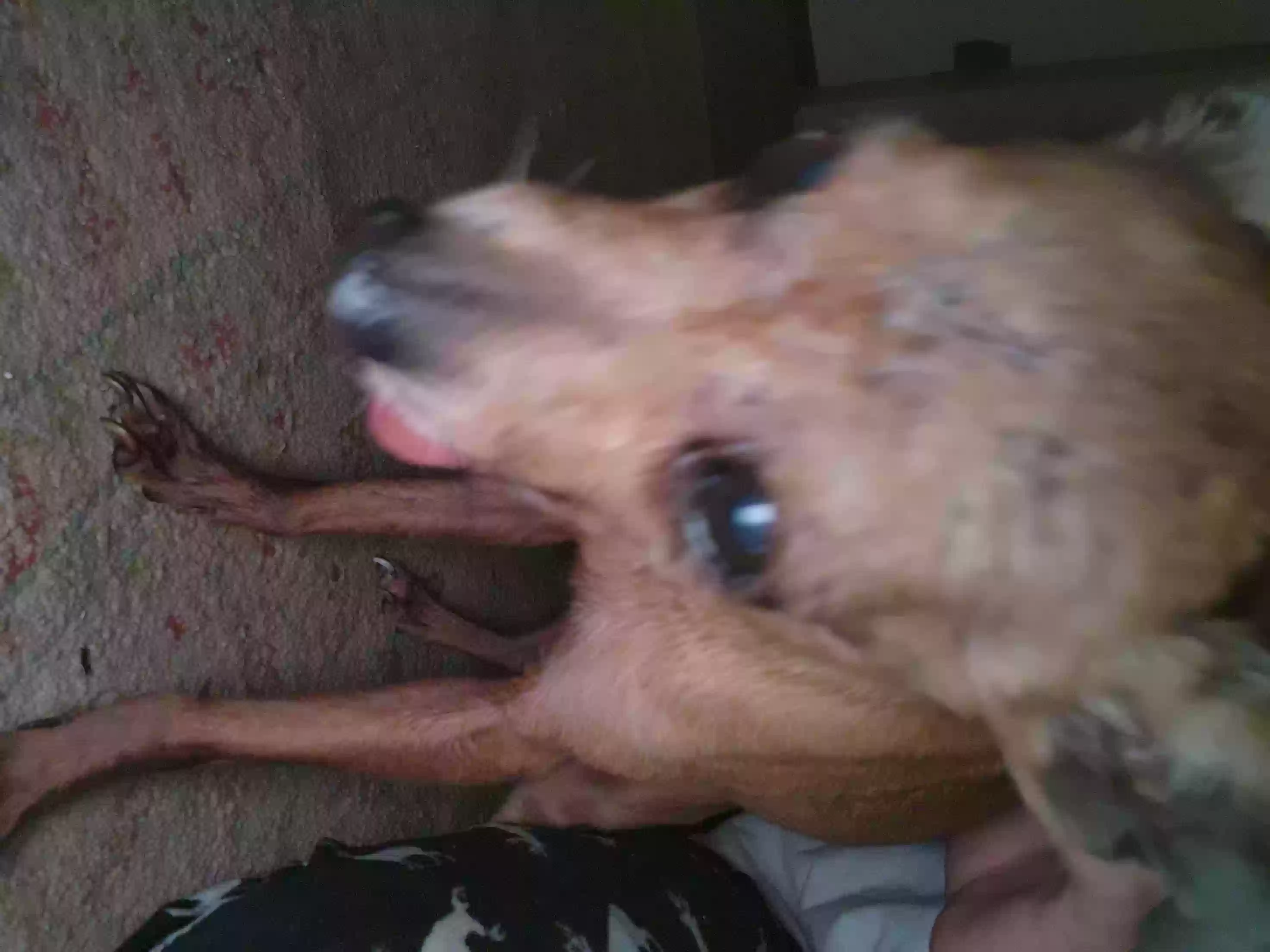 /lostandfound/images/lnfpets/original/158098_photo.webp