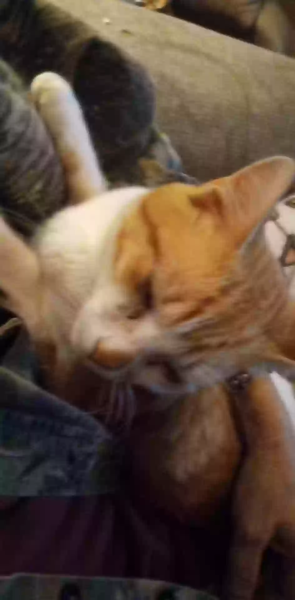/lostandfound/images/lnfpets/original/158335_photo.webp