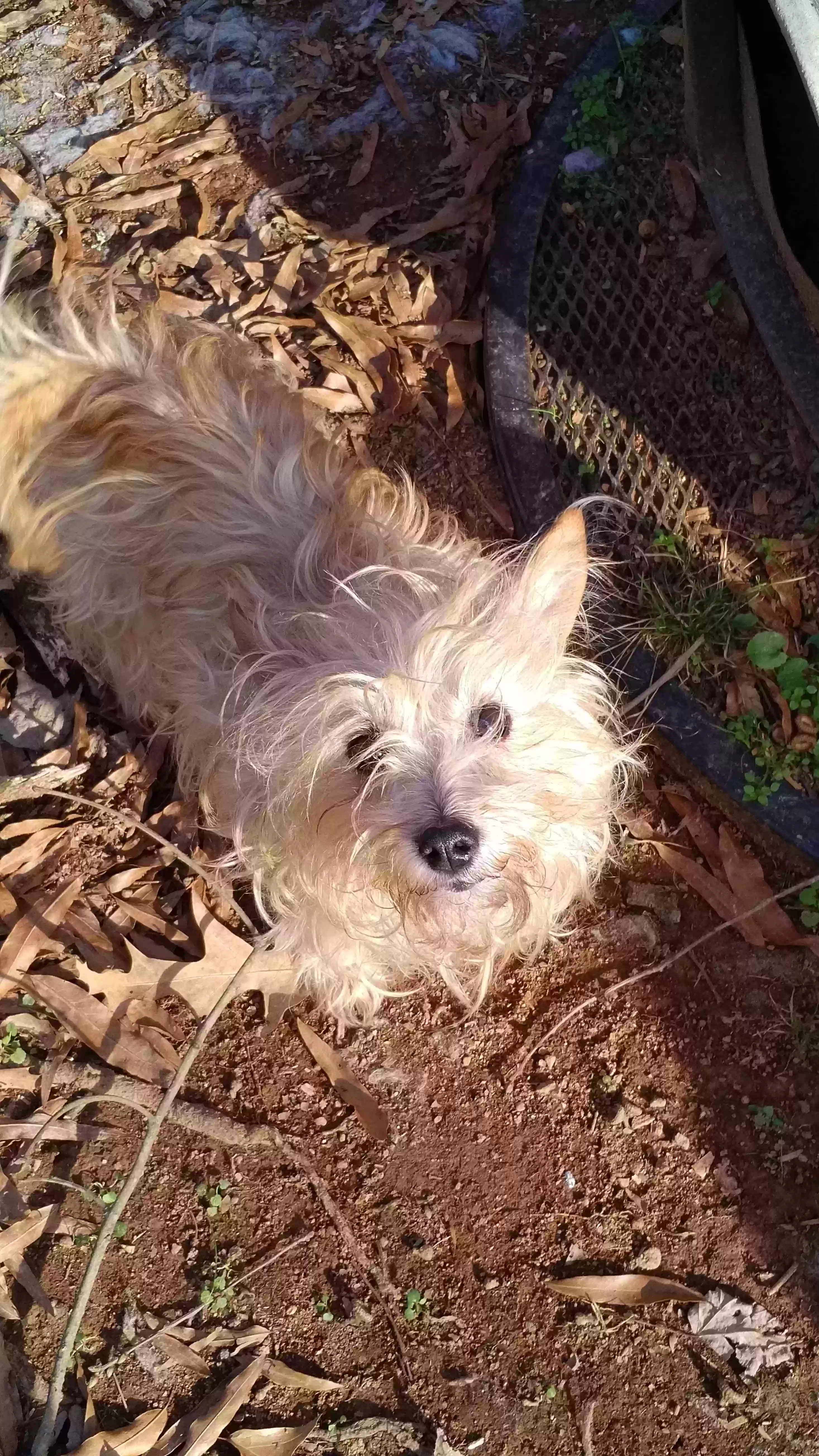 /lostandfound/images/lnfpets/original/158375_photo.webp