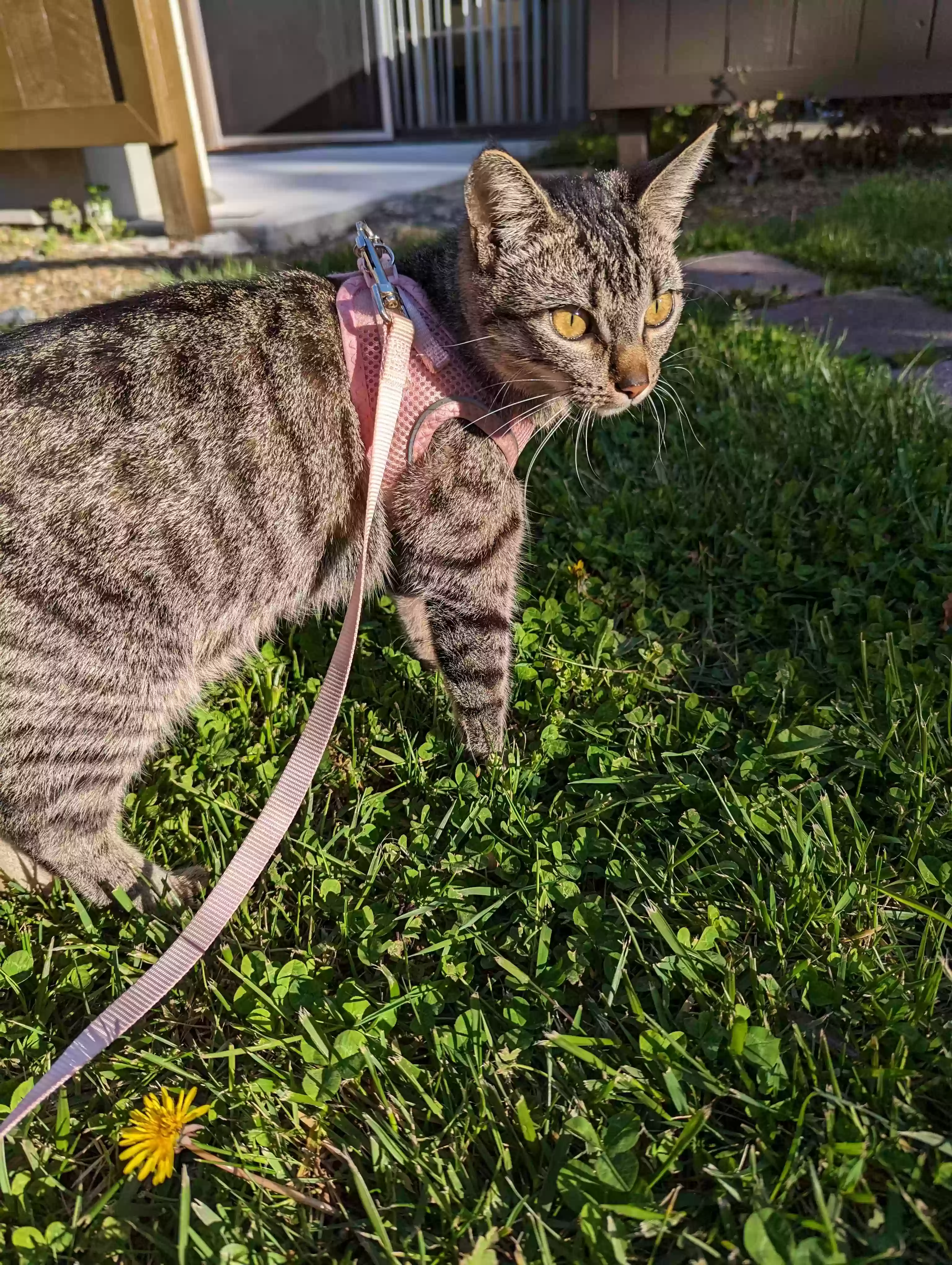 /lostandfound/images/lnfpets/original/158383_photo.webp