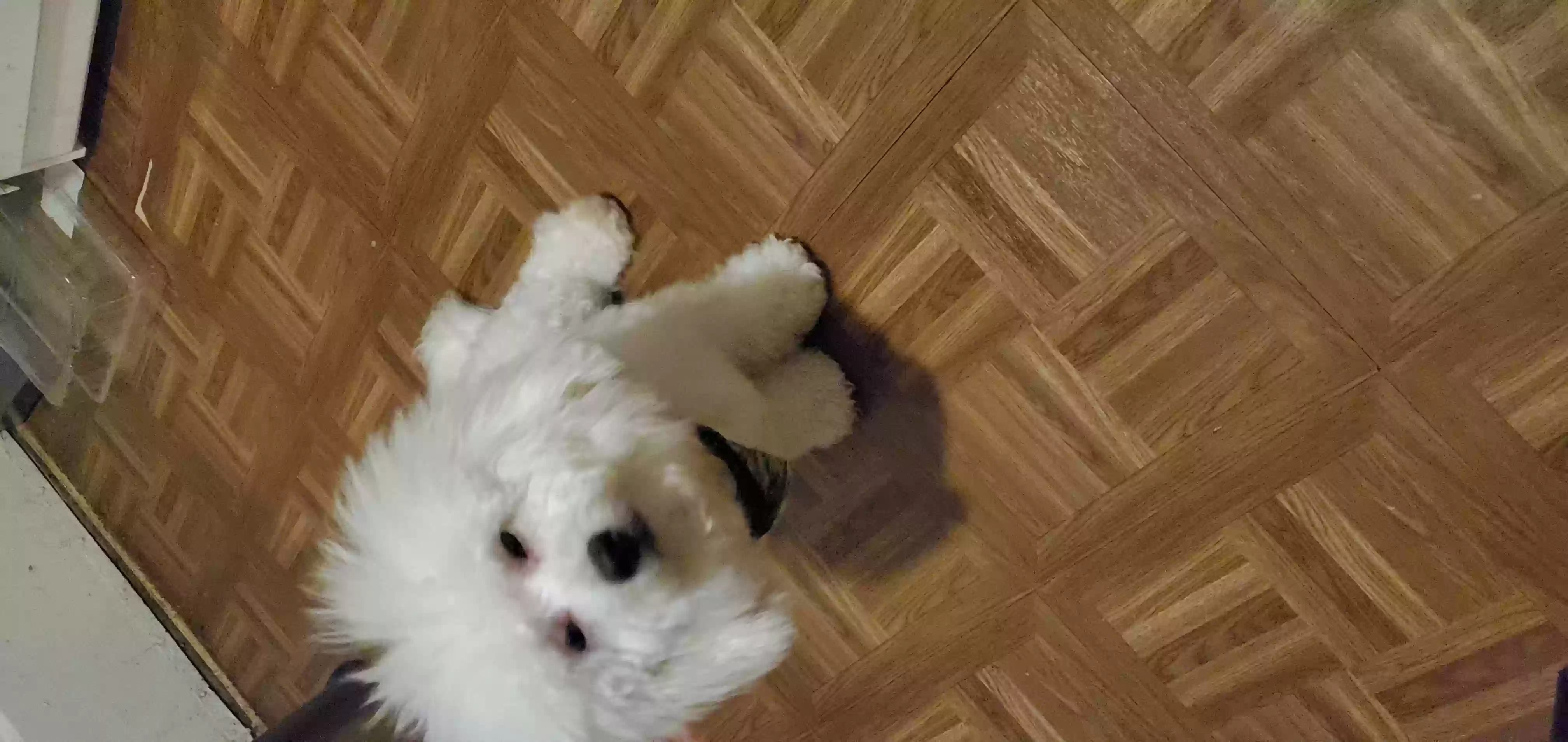 /lostandfound/images/lnfpets/original/158426_photo.webp
