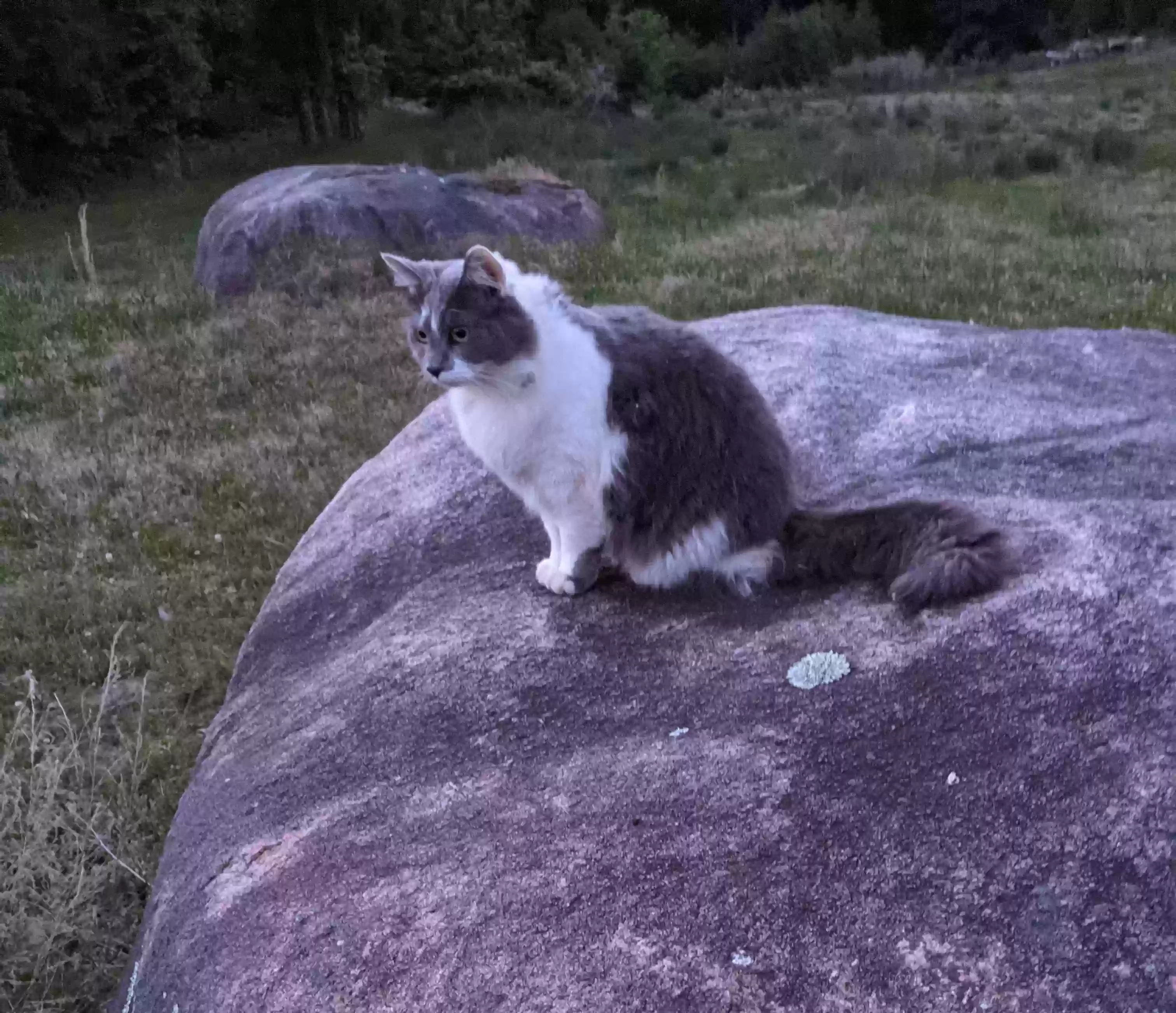 /lostandfound/images/lnfpets/original/158453_photo.webp