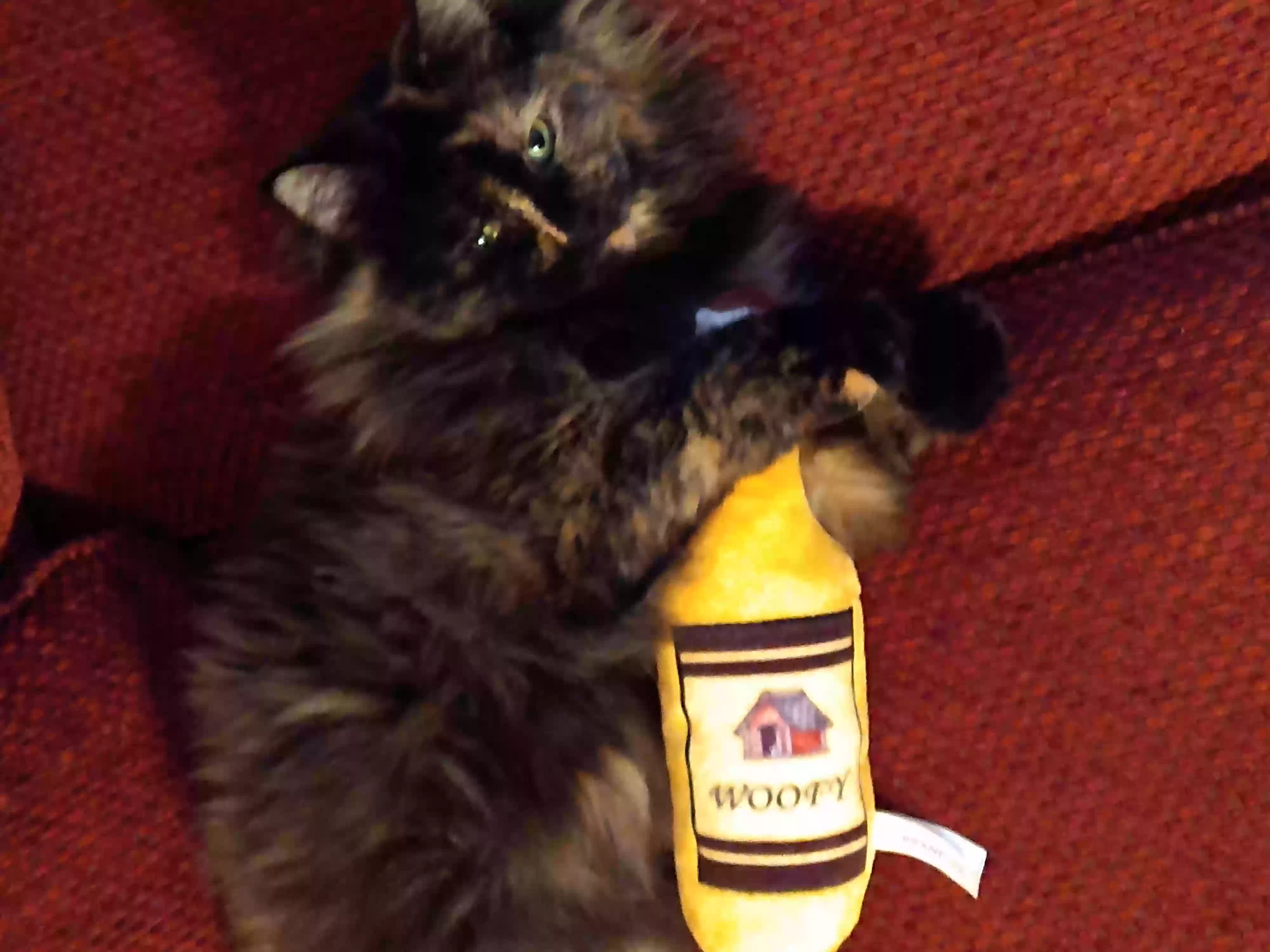 /lostandfound/images/lnfpets/original/158634_photo.webp