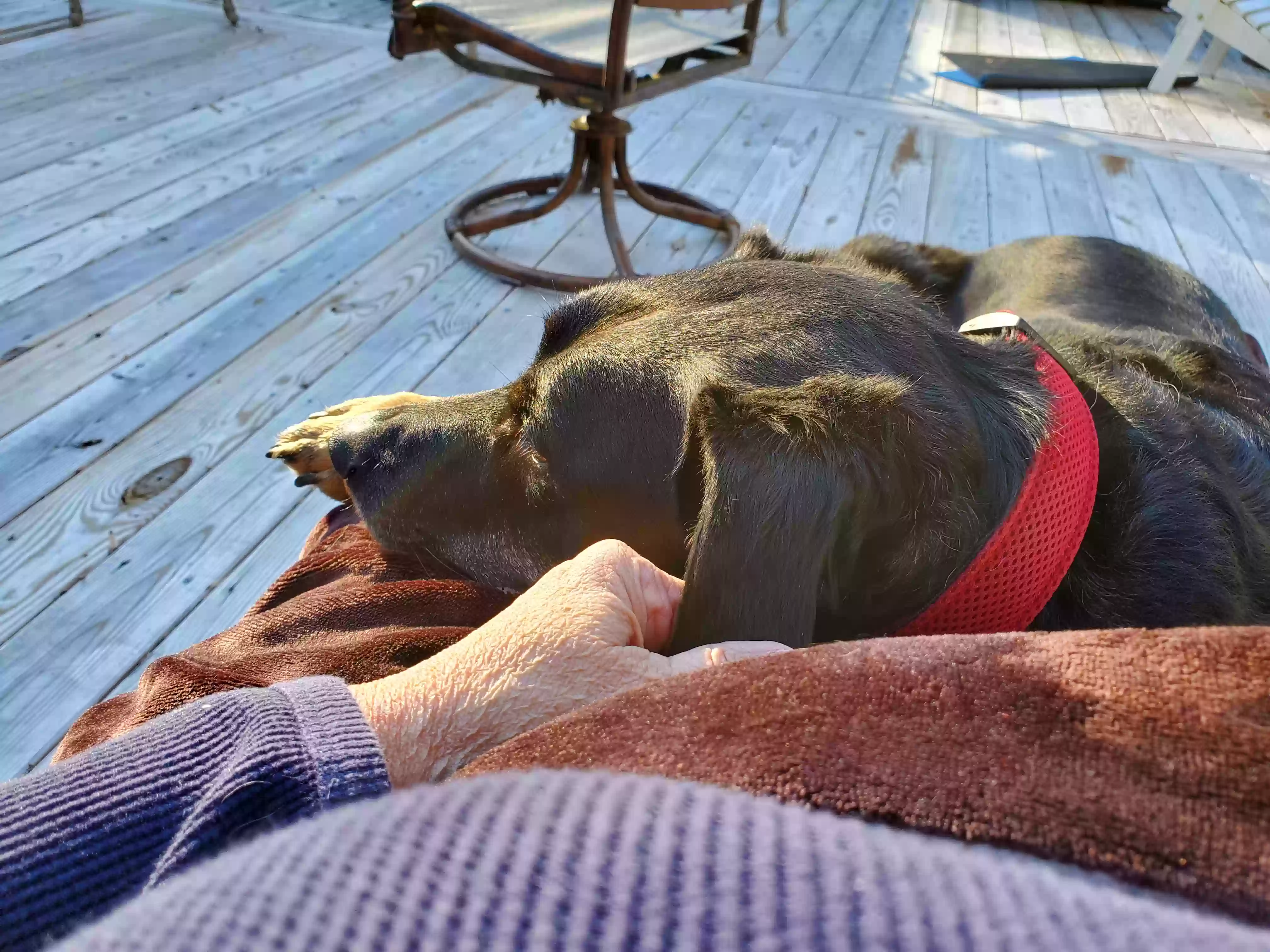 /lostandfound/images/lnfpets/original/158670_3024_20200202_160640.webp