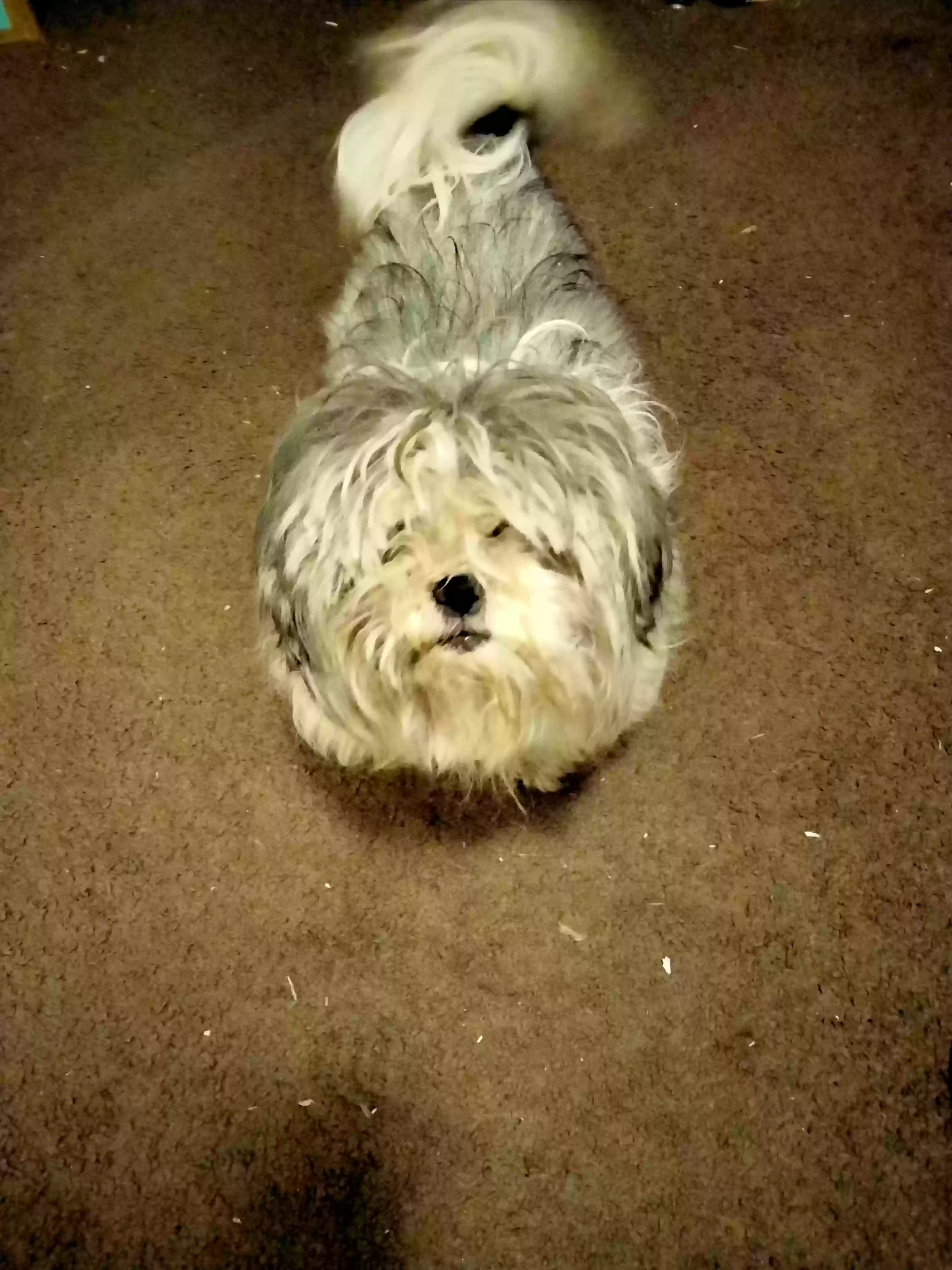 /lostandfound/images/lnfpets/original/158782_photo.webp