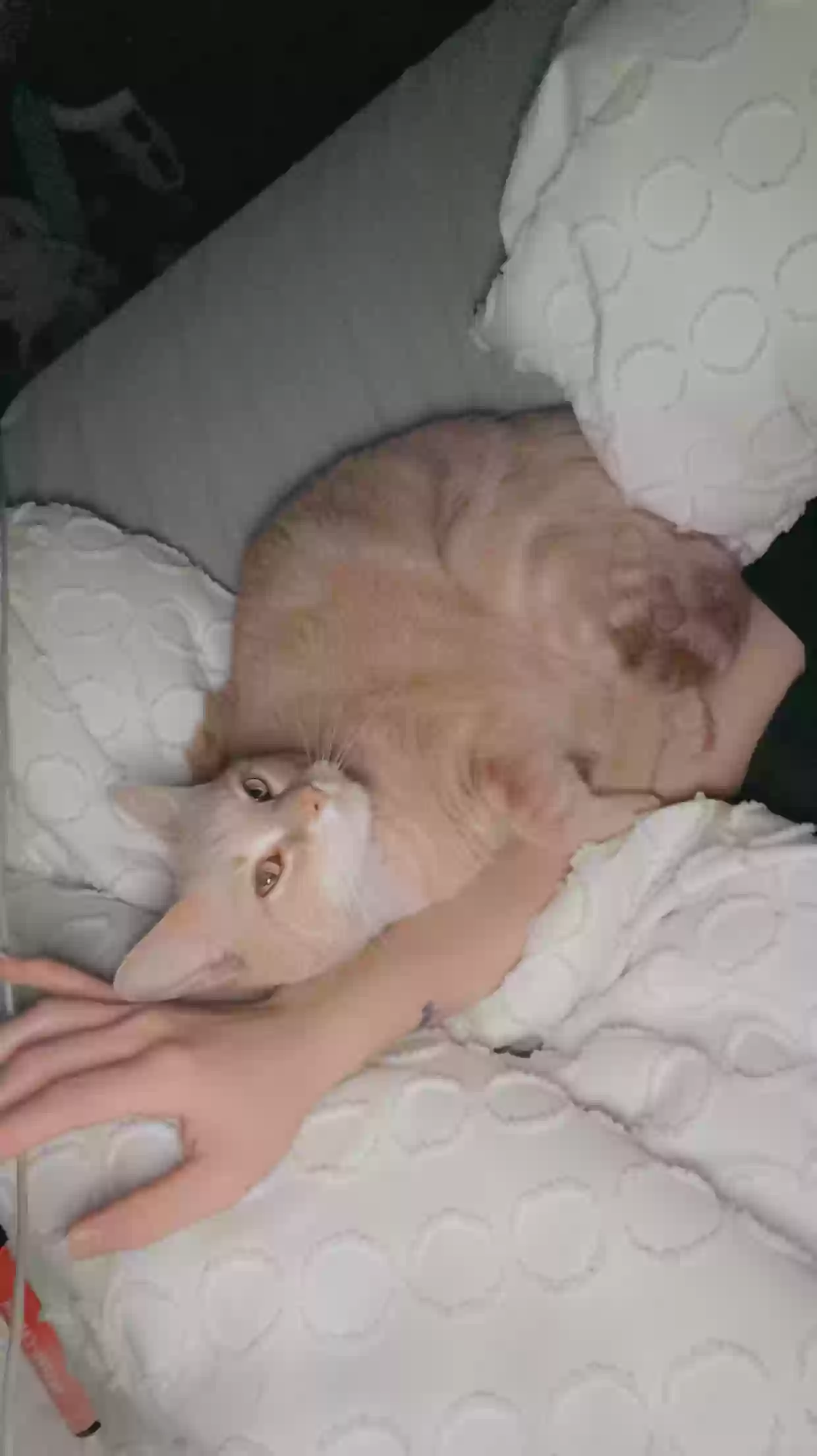 /lostandfound/images/lnfpets/original/158811_photo.webp