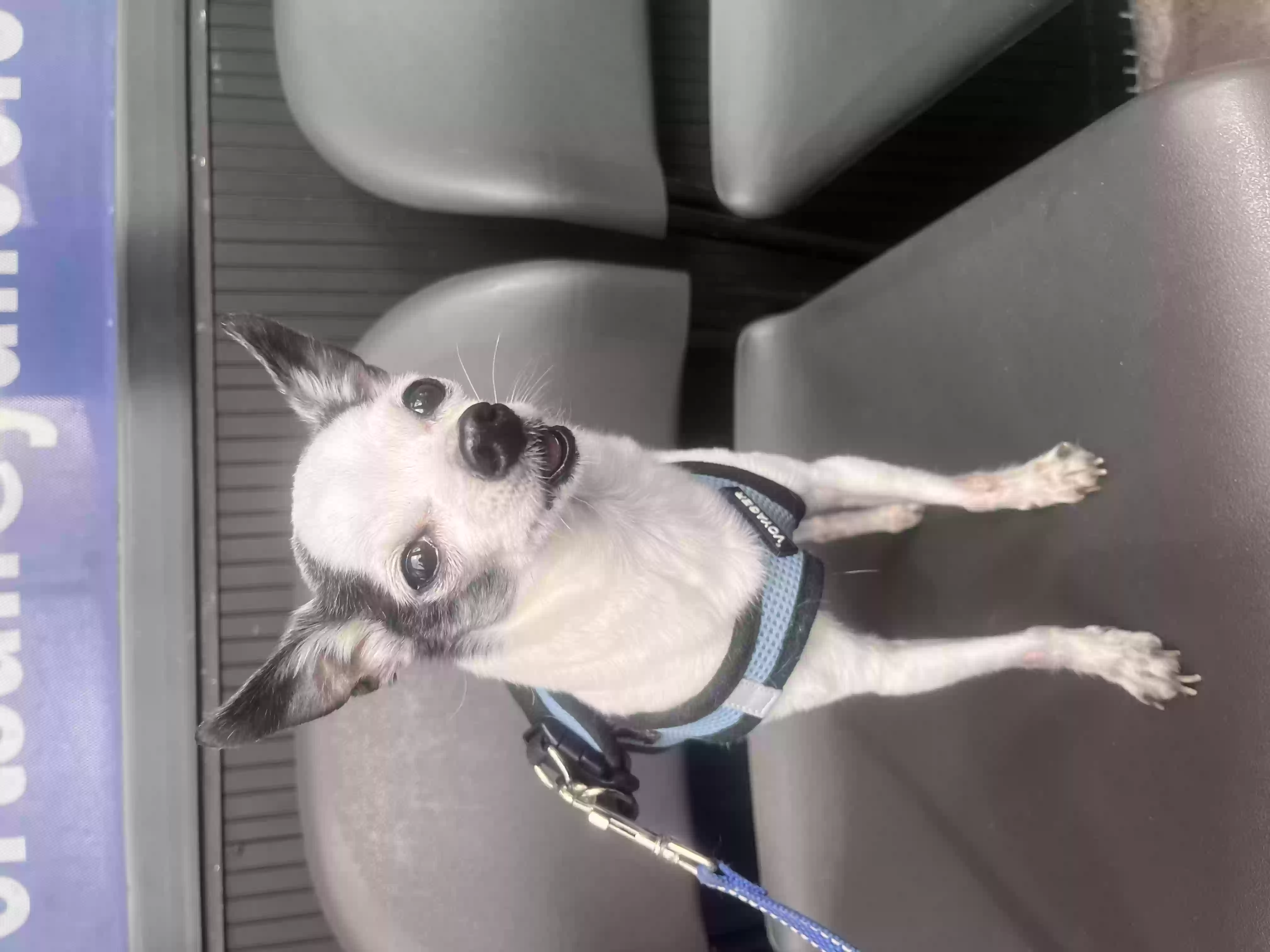 /lostandfound/images/lnfpets/original/158851_photo.webp
