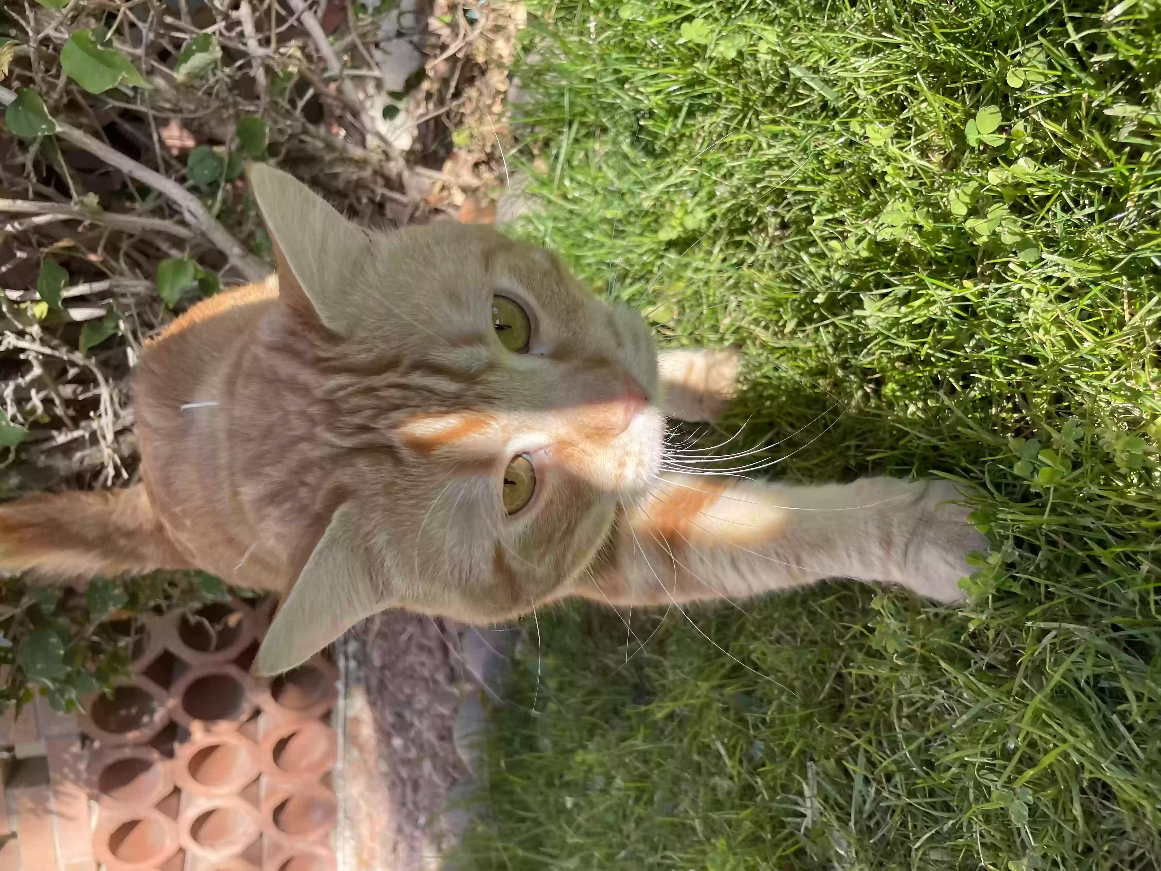 /lostandfound/images/lnfpets/original/159091_photo.webp