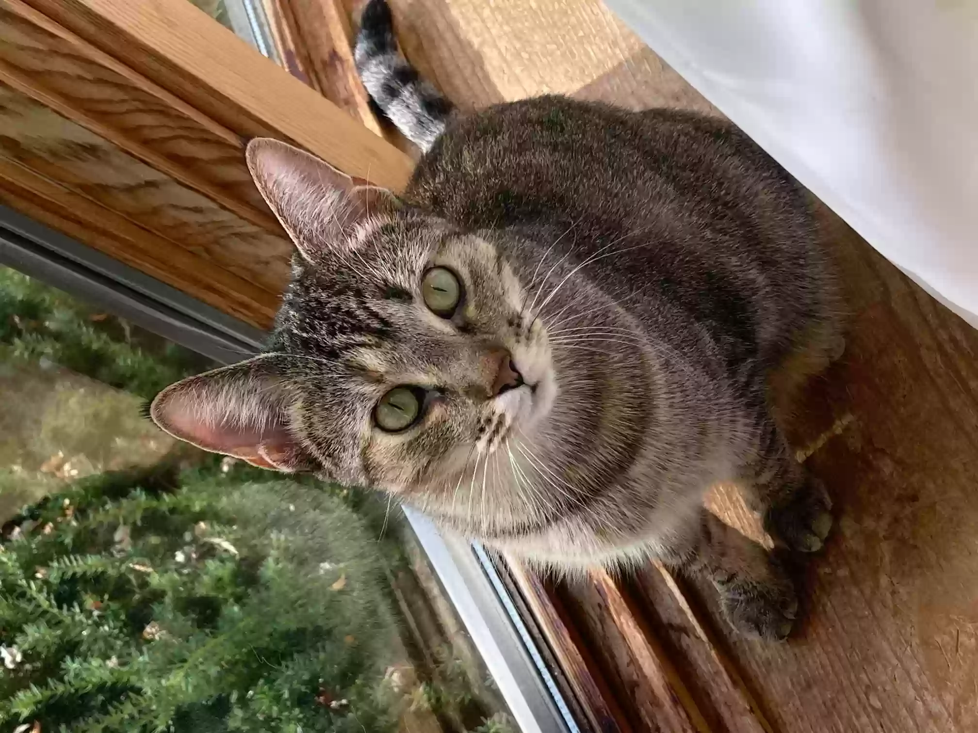 /lostandfound/images/lnfpets/original/159217_photo.webp