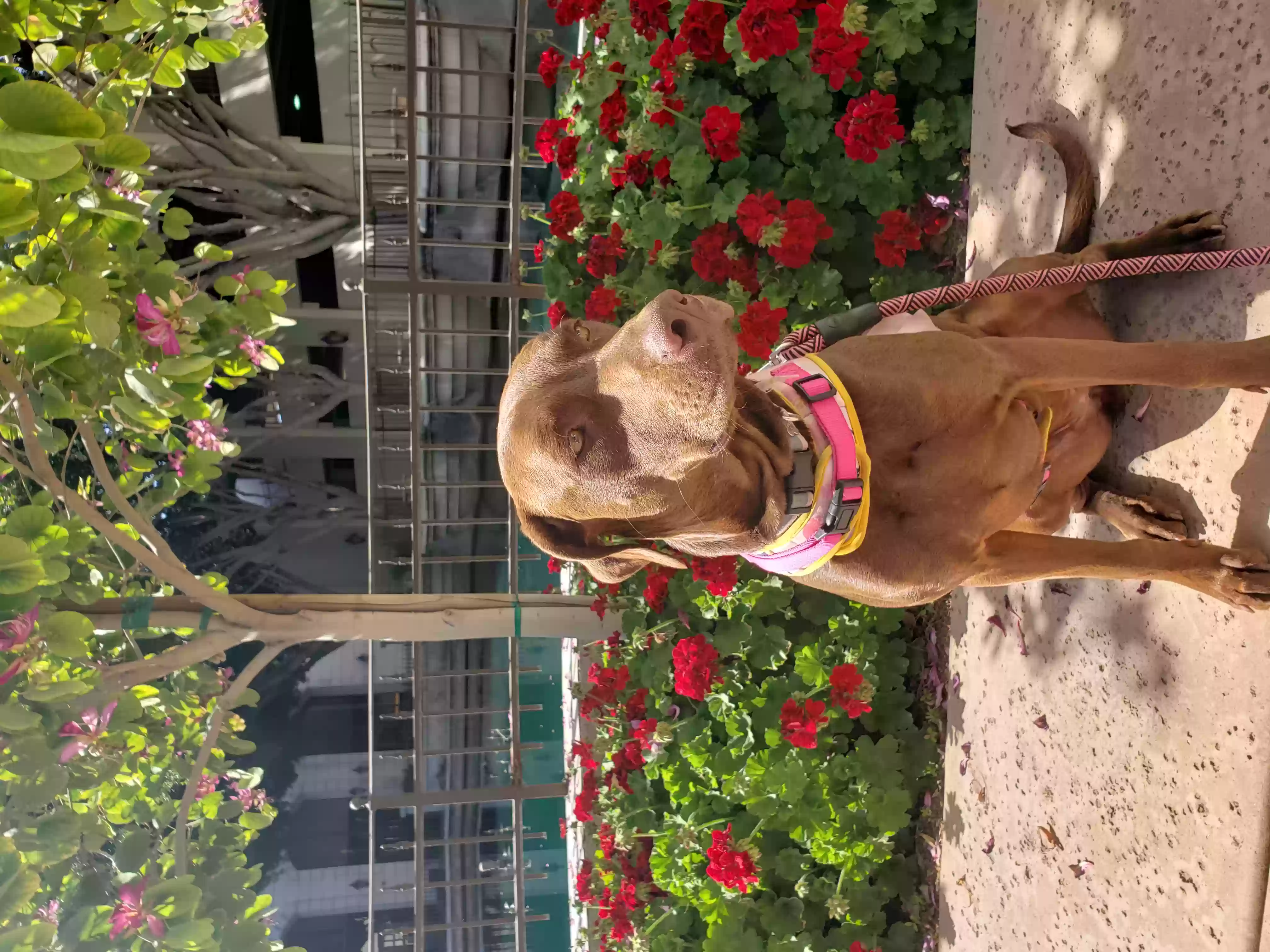 /lostandfound/images/lnfpets/original/159500_photo.webp