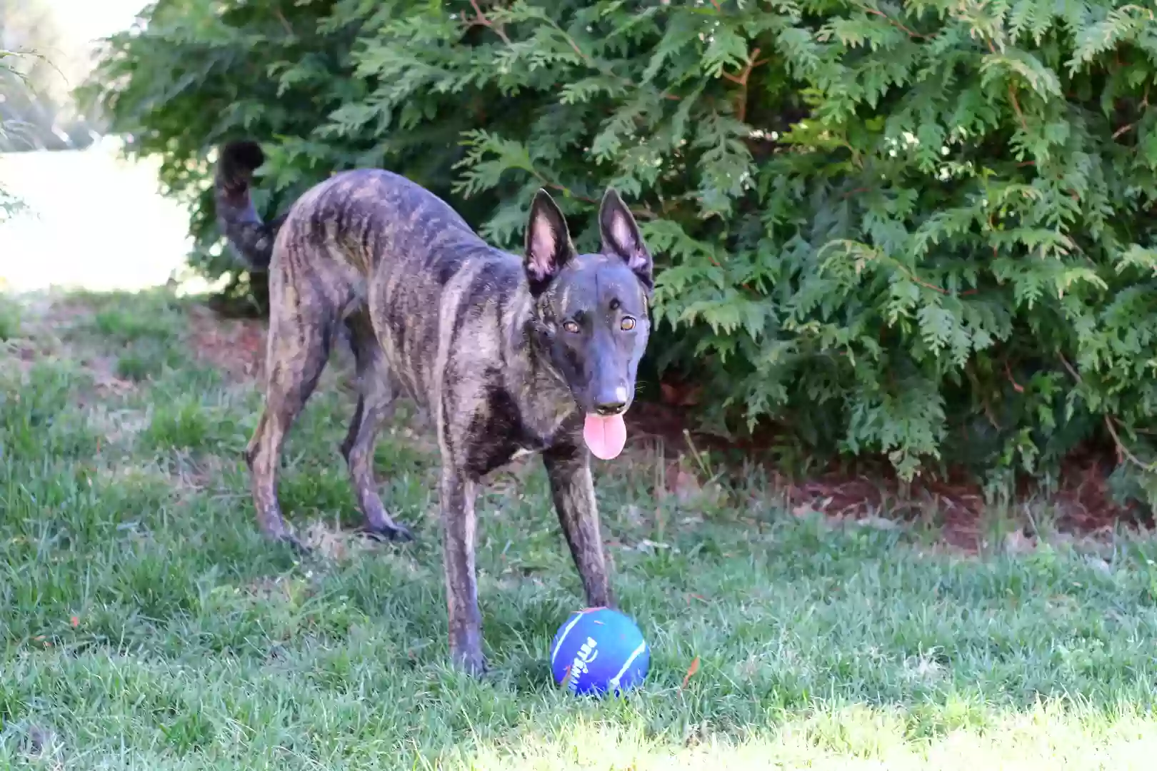 /lostandfound/images/lnfpets/original/159541_photo.webp
