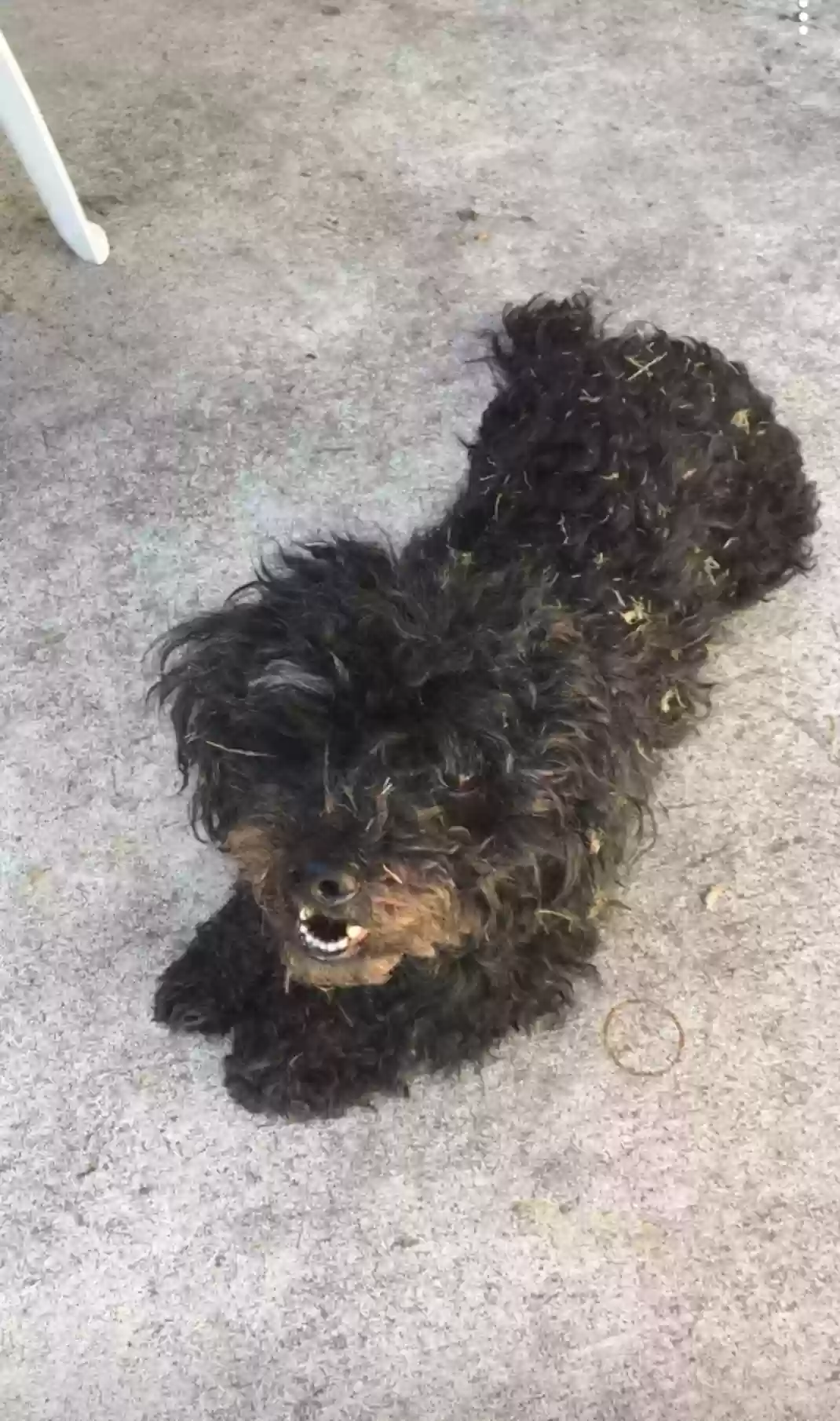 /lostandfound/images/lnfpets/original/160017_photo.webp