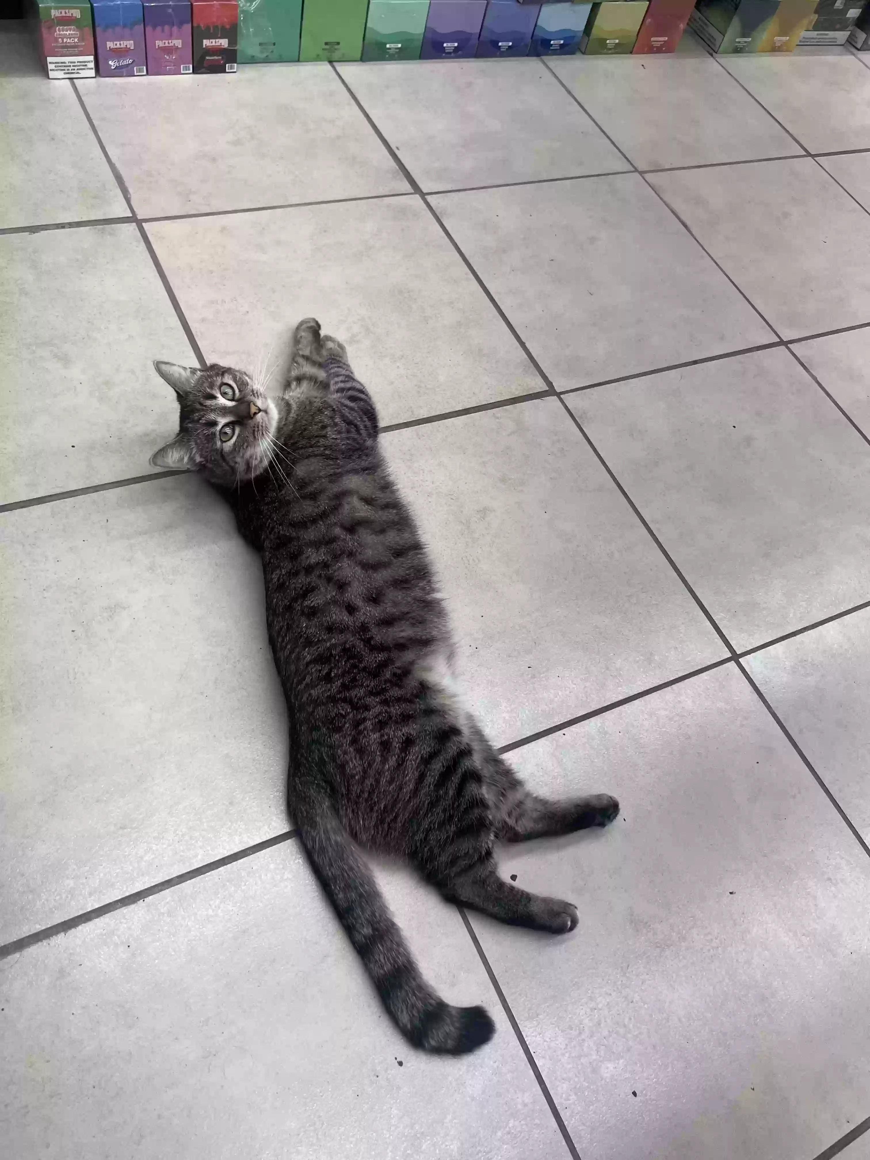 /lostandfound/images/lnfpets/original/160109_photo.webp
