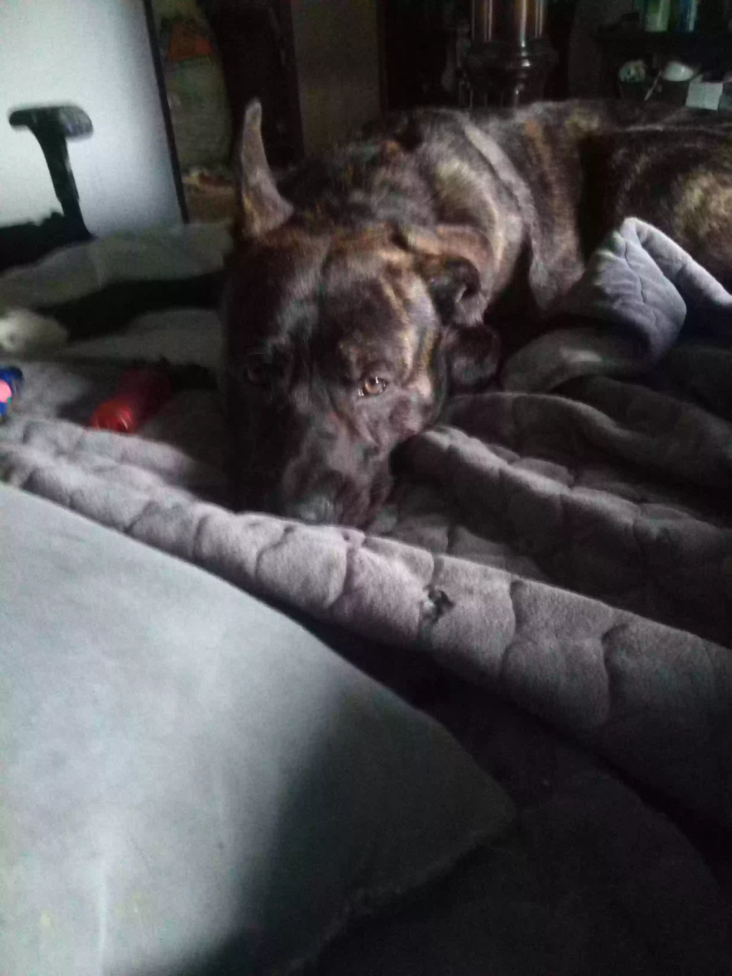 /lostandfound/images/lnfpets/original/160205_photo.webp